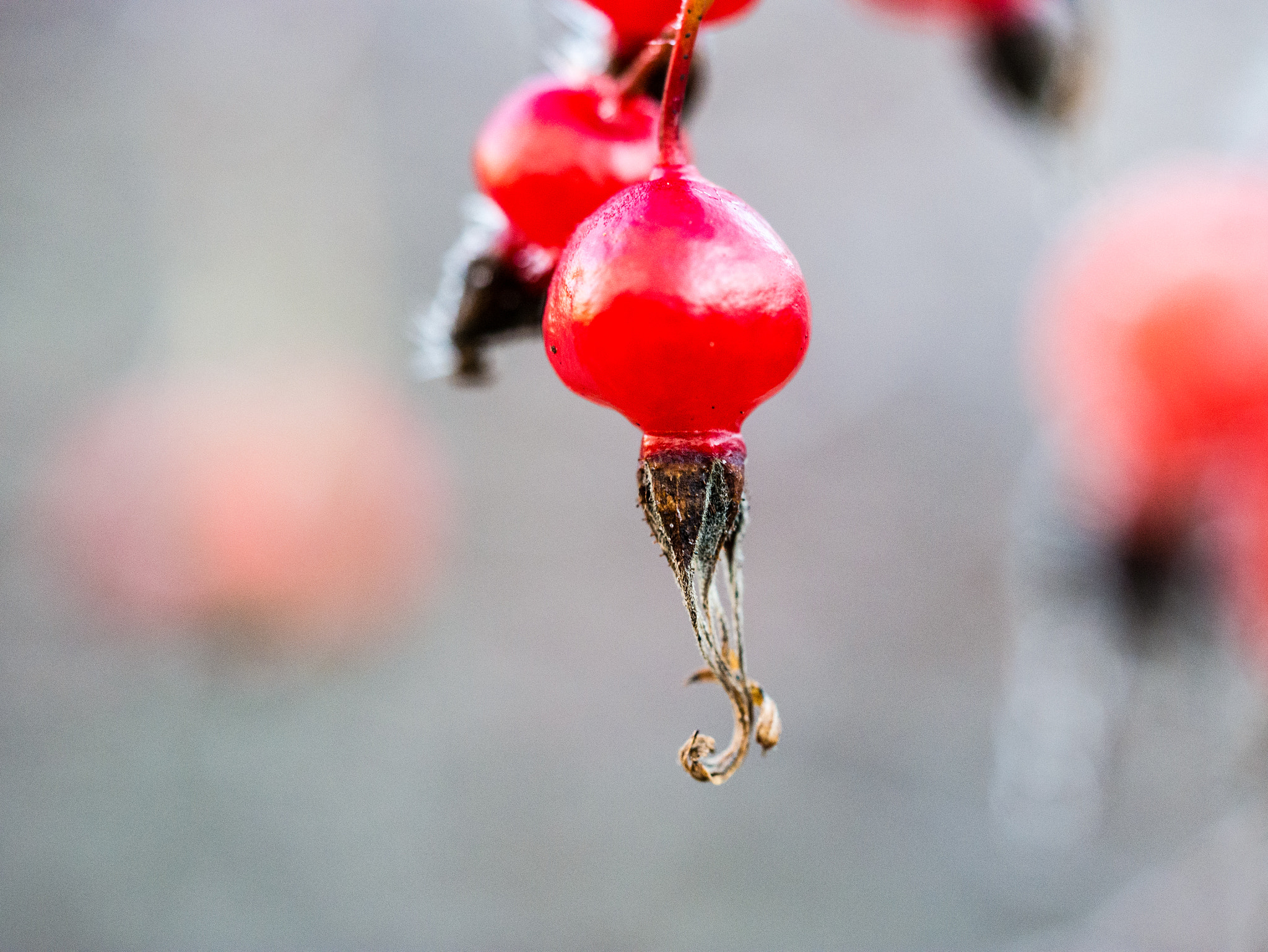 Olympus M.Zuiko Digital ED 60mm F2.8 Macro sample photo. Frozen berry photography