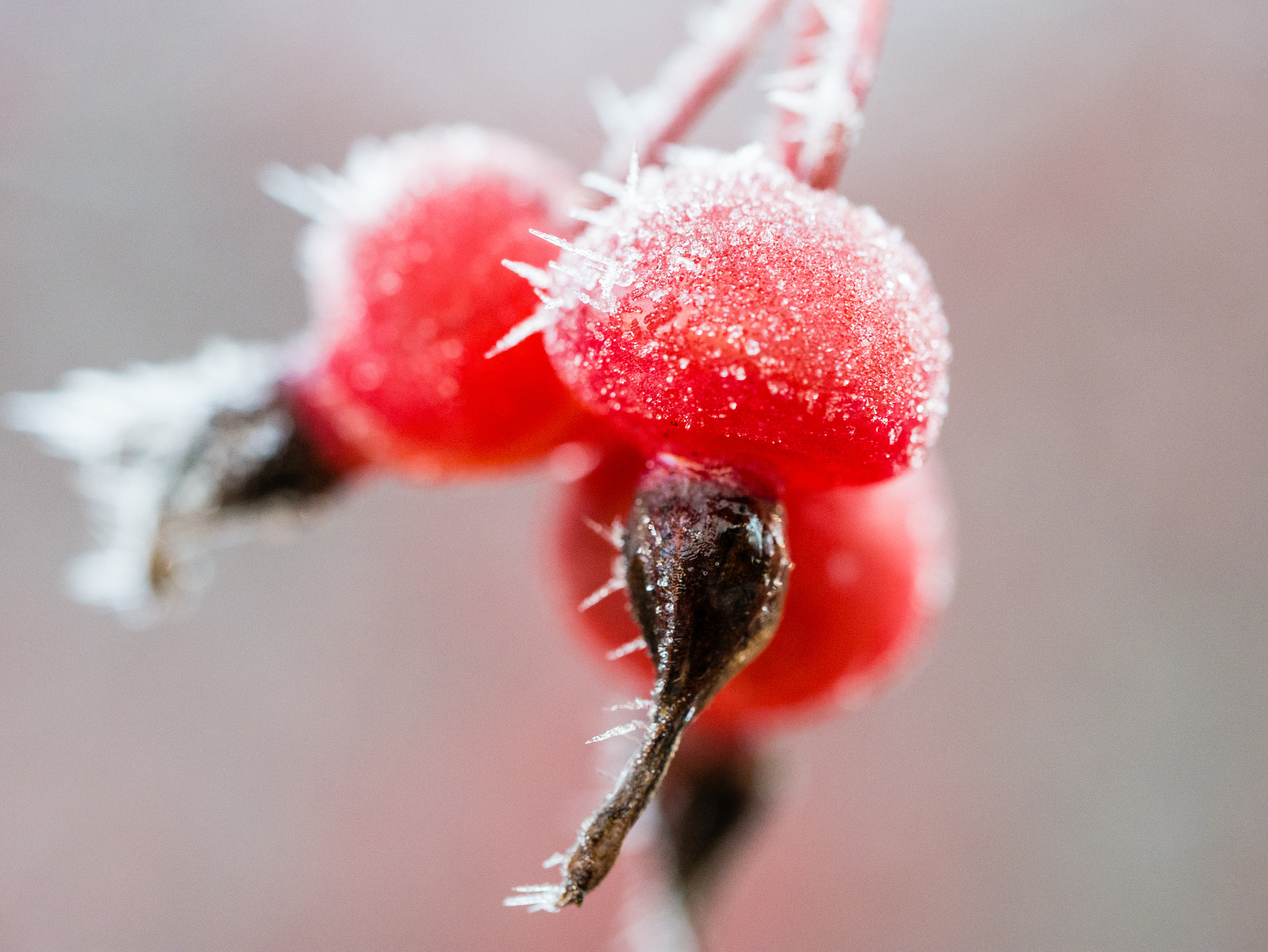 Olympus M.Zuiko Digital ED 60mm F2.8 Macro sample photo. Hoar frost on berries photography