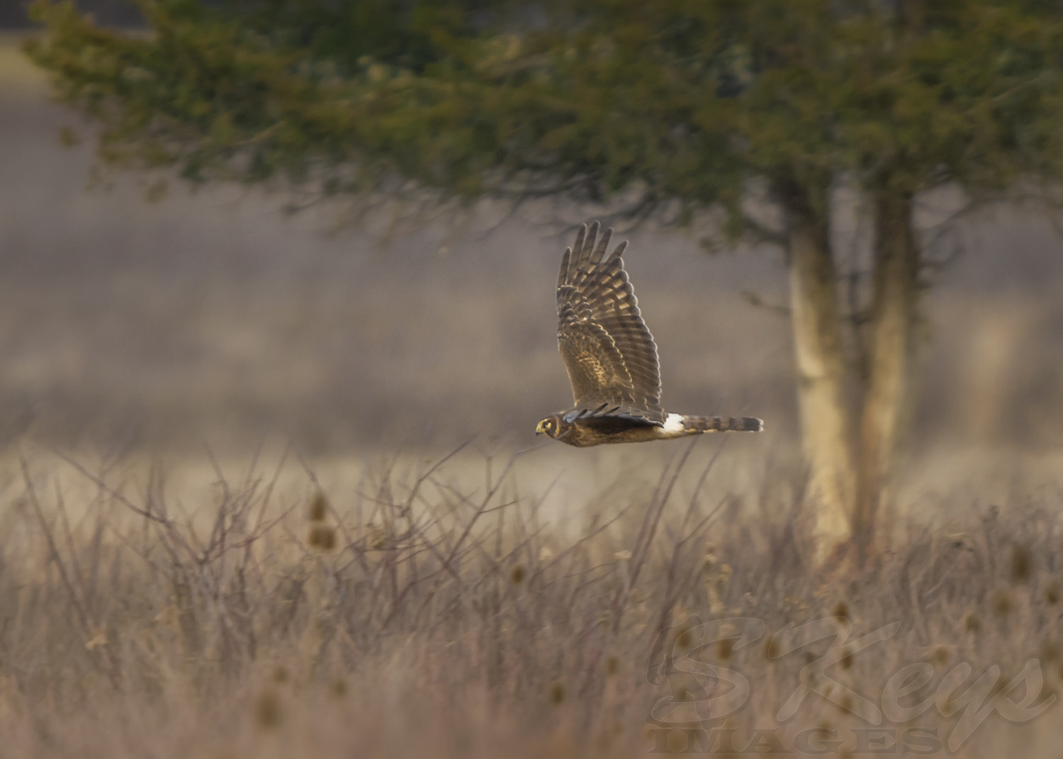 Nikon D7200 + Sigma 500mm F4.5 EX DG HSM sample photo. Lethal cruiser (northern harrier) photography