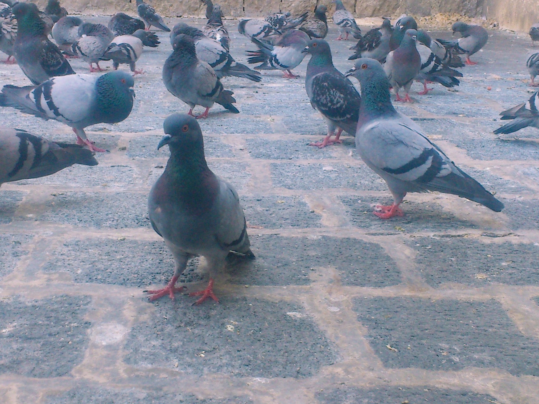 Sony Ericsson Xperia ray sample photo. The pigeons in umayyad mosque square / damascus photography
