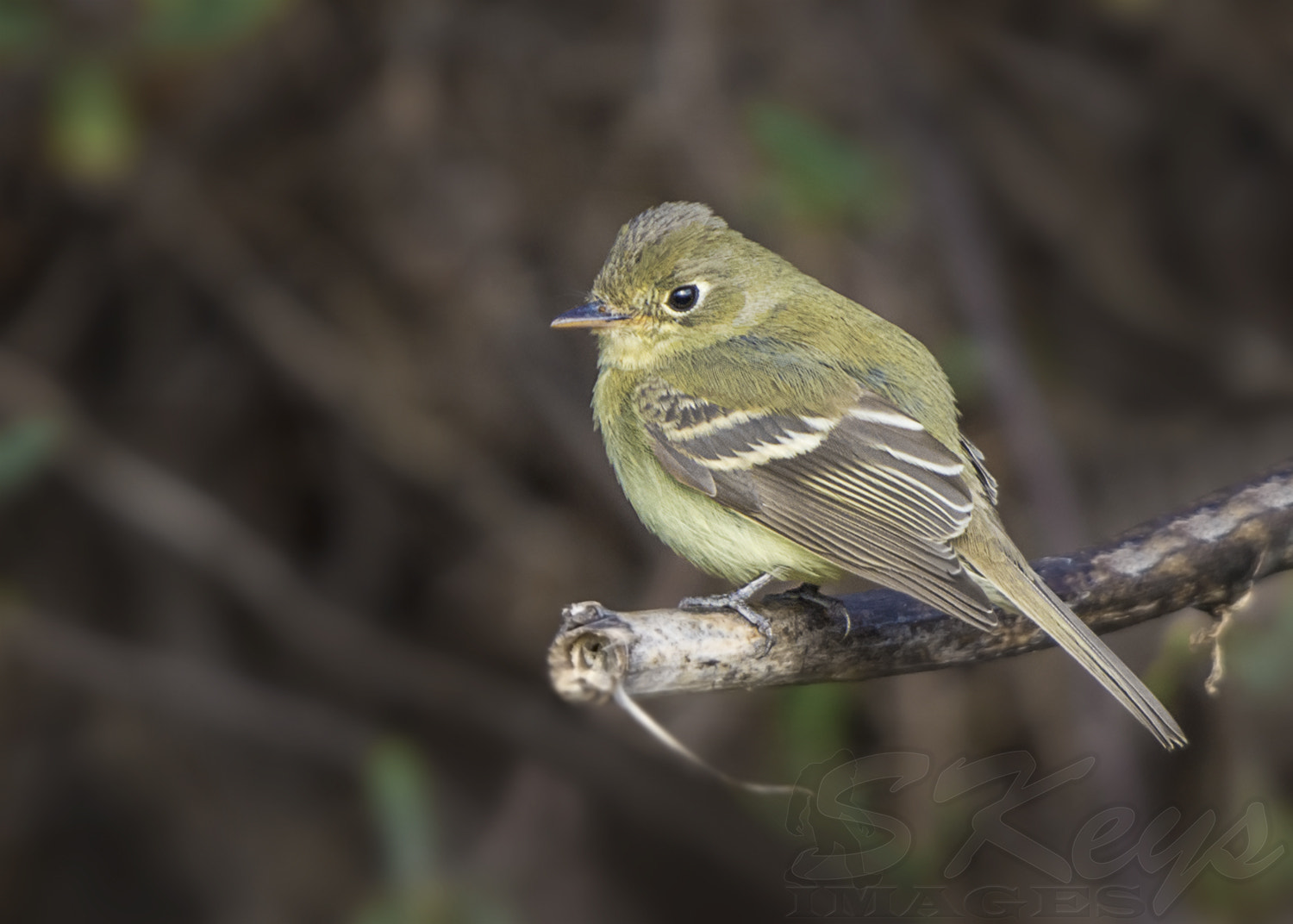 Nikon D7200 + Sigma 500mm F4.5 EX DG HSM sample photo. Rare visitor (pacific-slope flycatcher) photography
