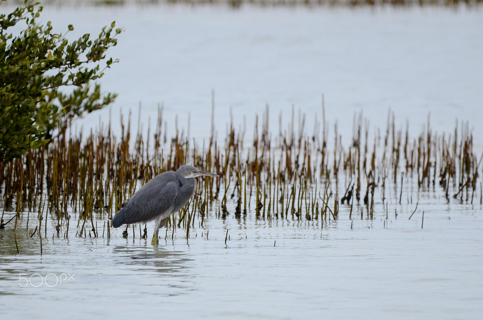 IX-Nikkor 60-180mm f/4-5.6 sample photo. Tricolored heron photography