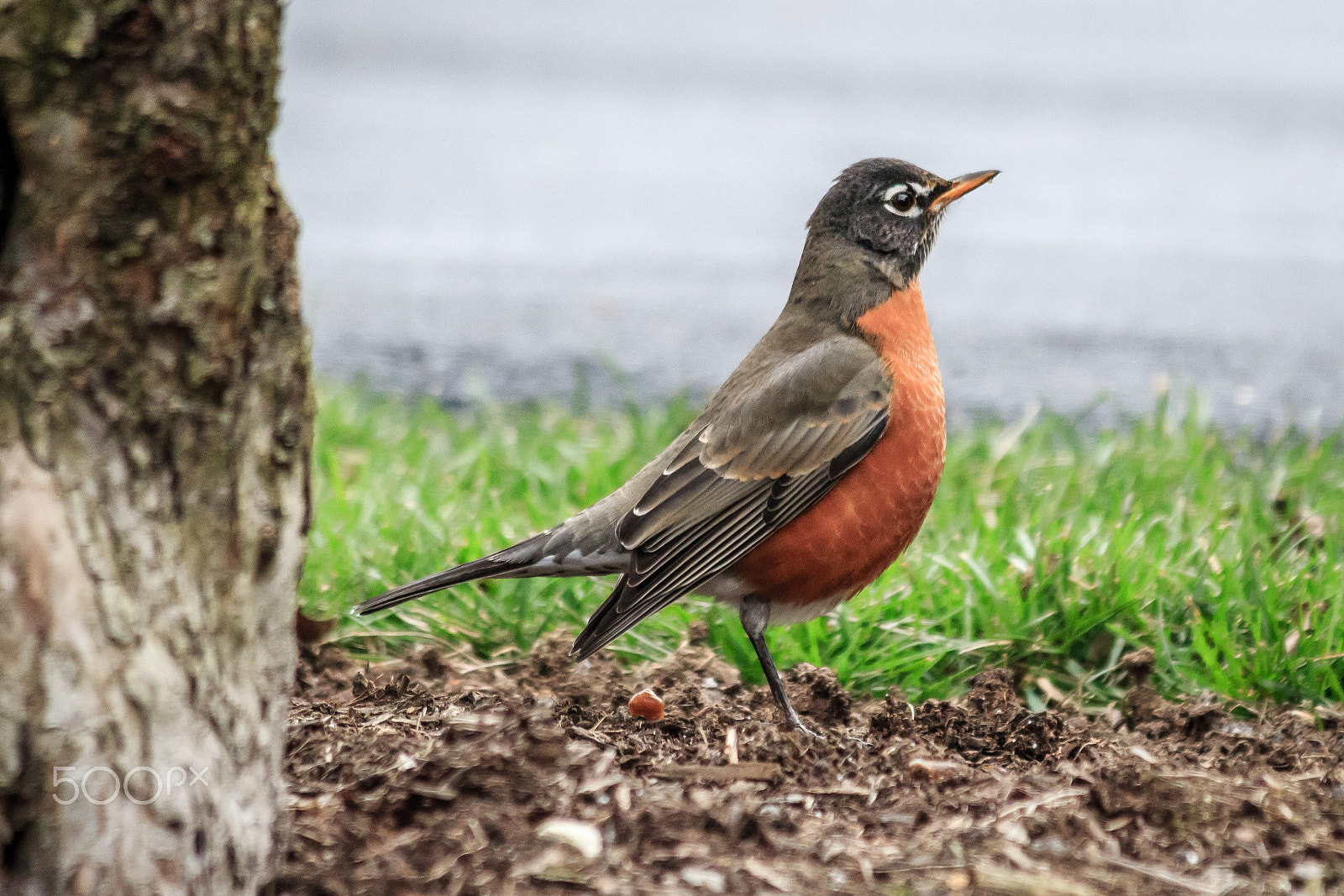 Canon EOS 650D (EOS Rebel T4i / EOS Kiss X6i) sample photo. American robin photography