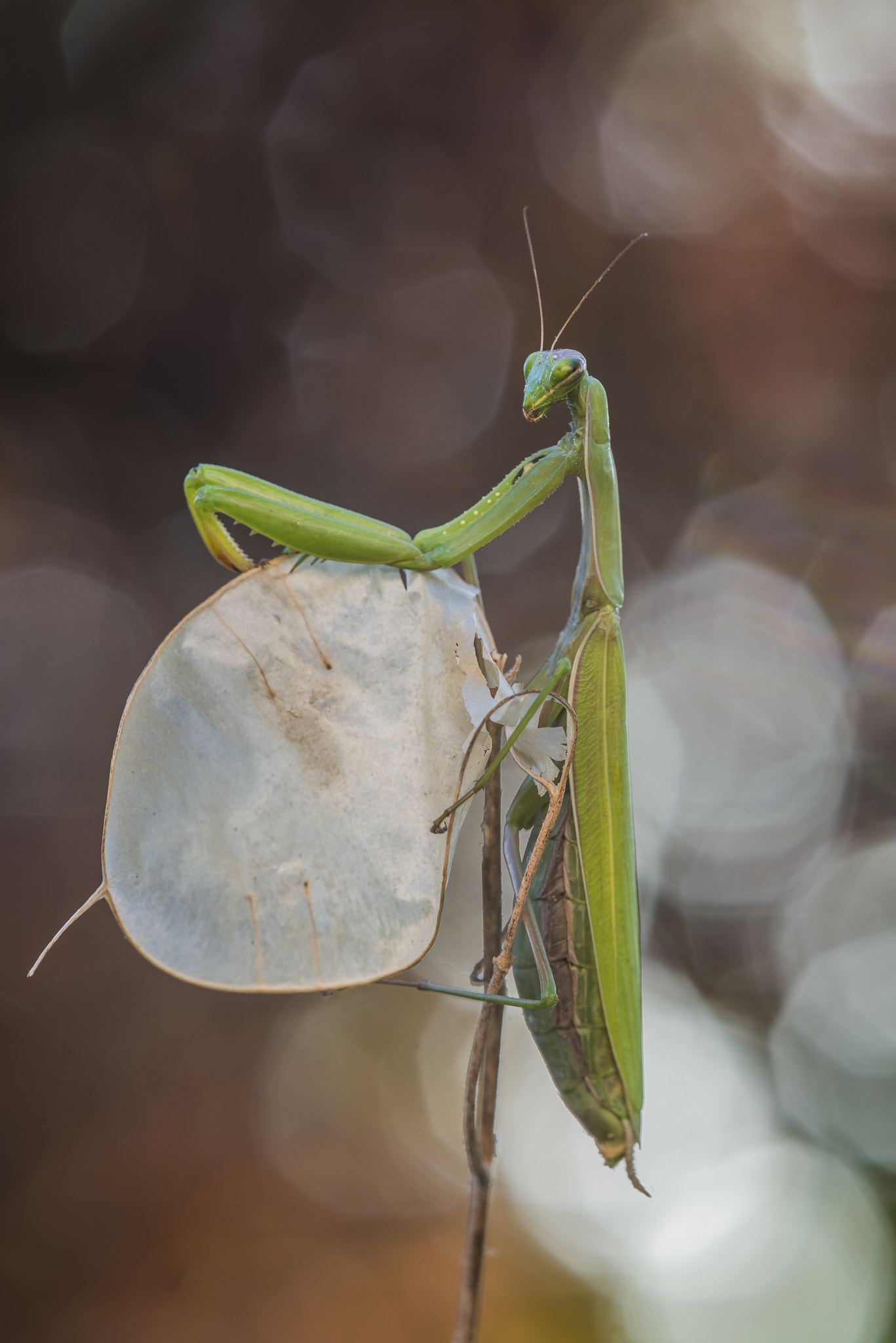 Sigma 150mm F2.8 EX DG Macro HSM sample photo. Mantis photography