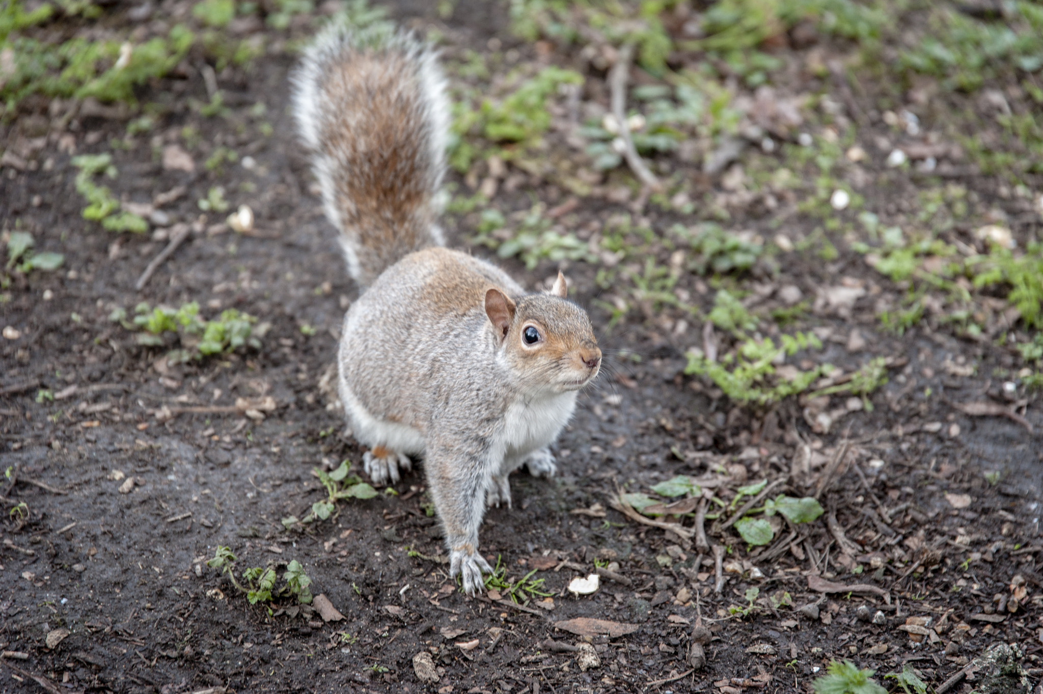 Nikon D700 + Sigma 24-105mm F4 DG OS HSM Art sample photo. Squirrel photography