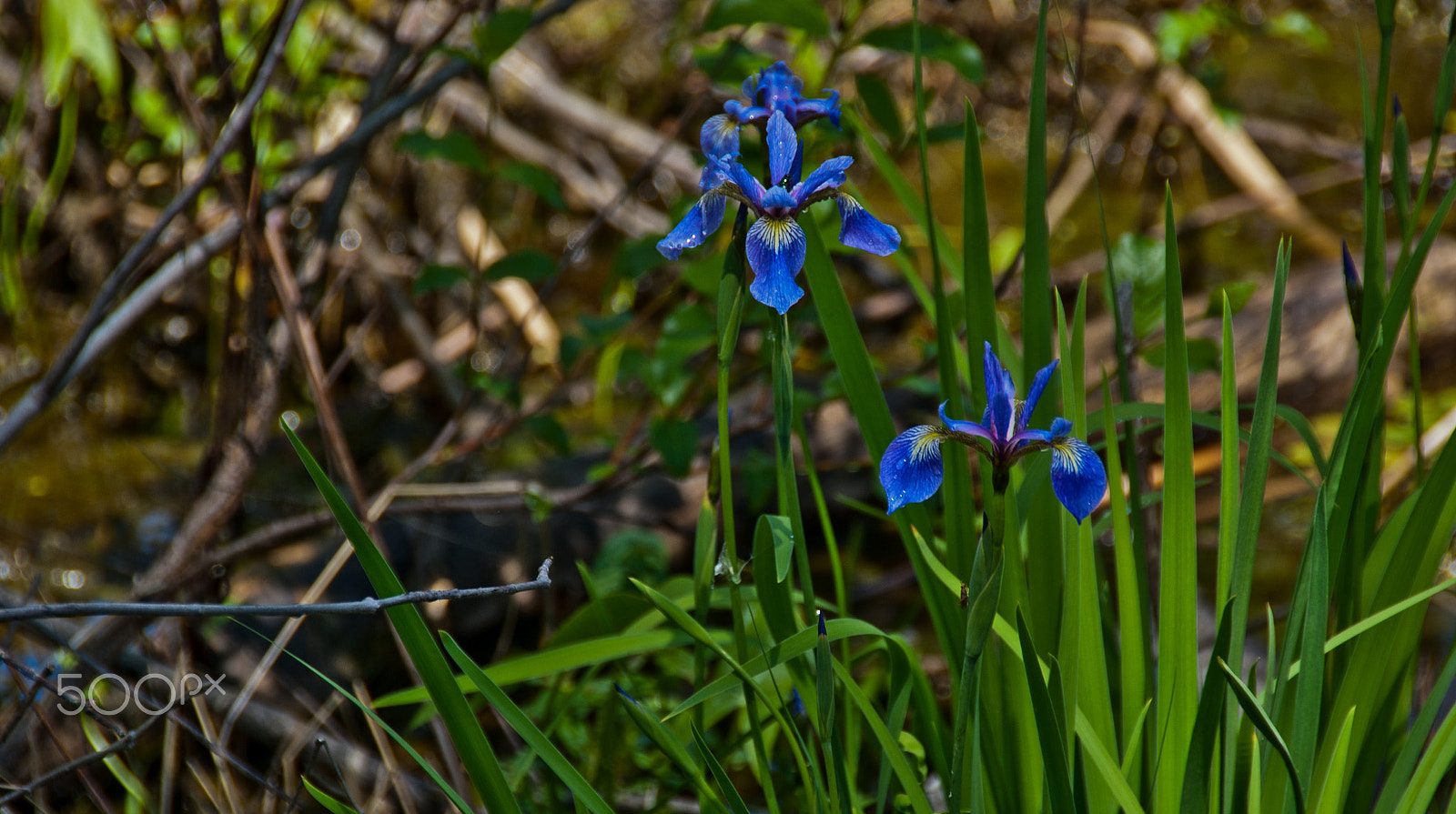 Sony Alpha DSLR-A330 sample photo. Just nature photography