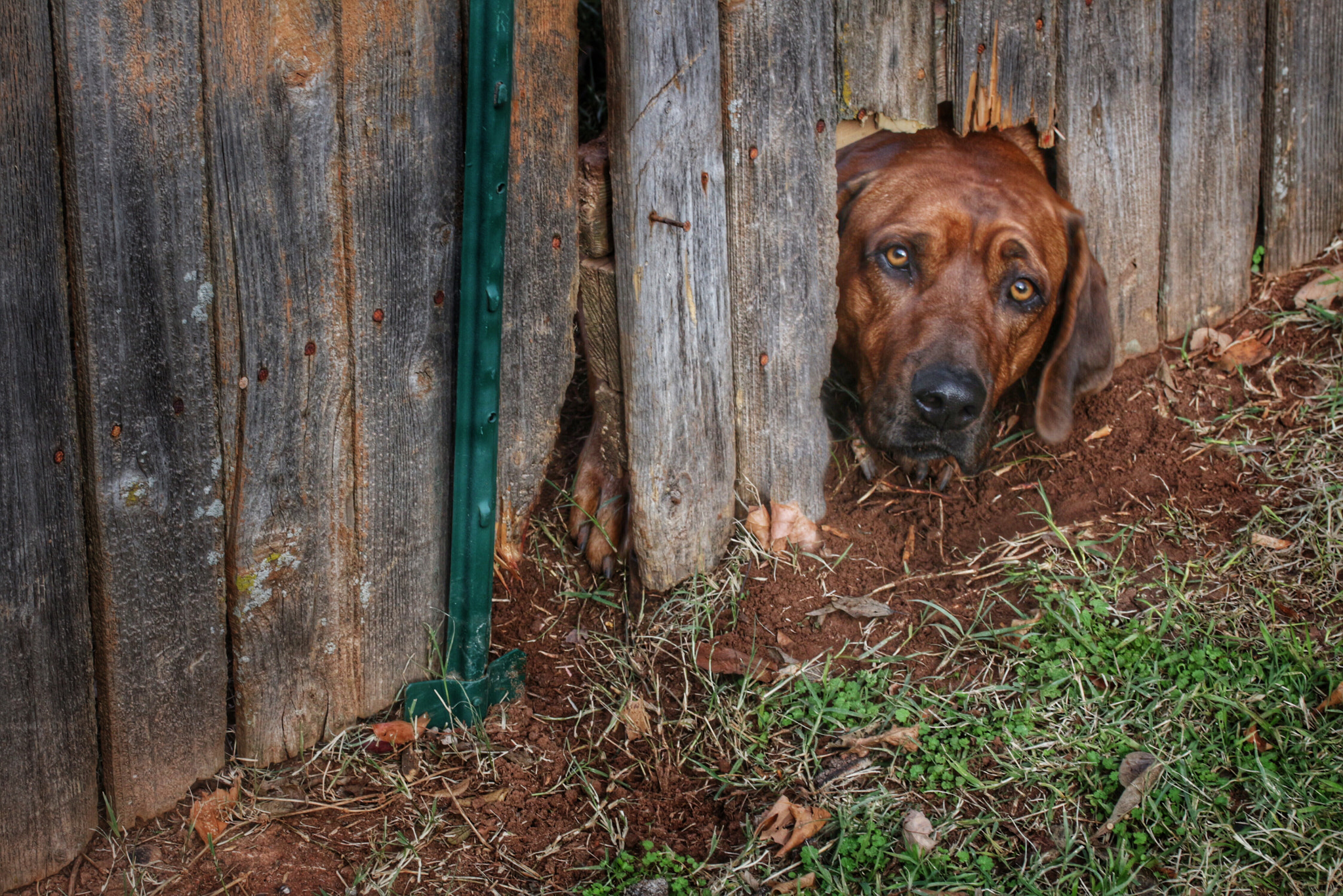 Canon EF-S 60mm F2.8 Macro USM sample photo. ______my neighbors dog doesn't like to stay in the yard. ...______ photography