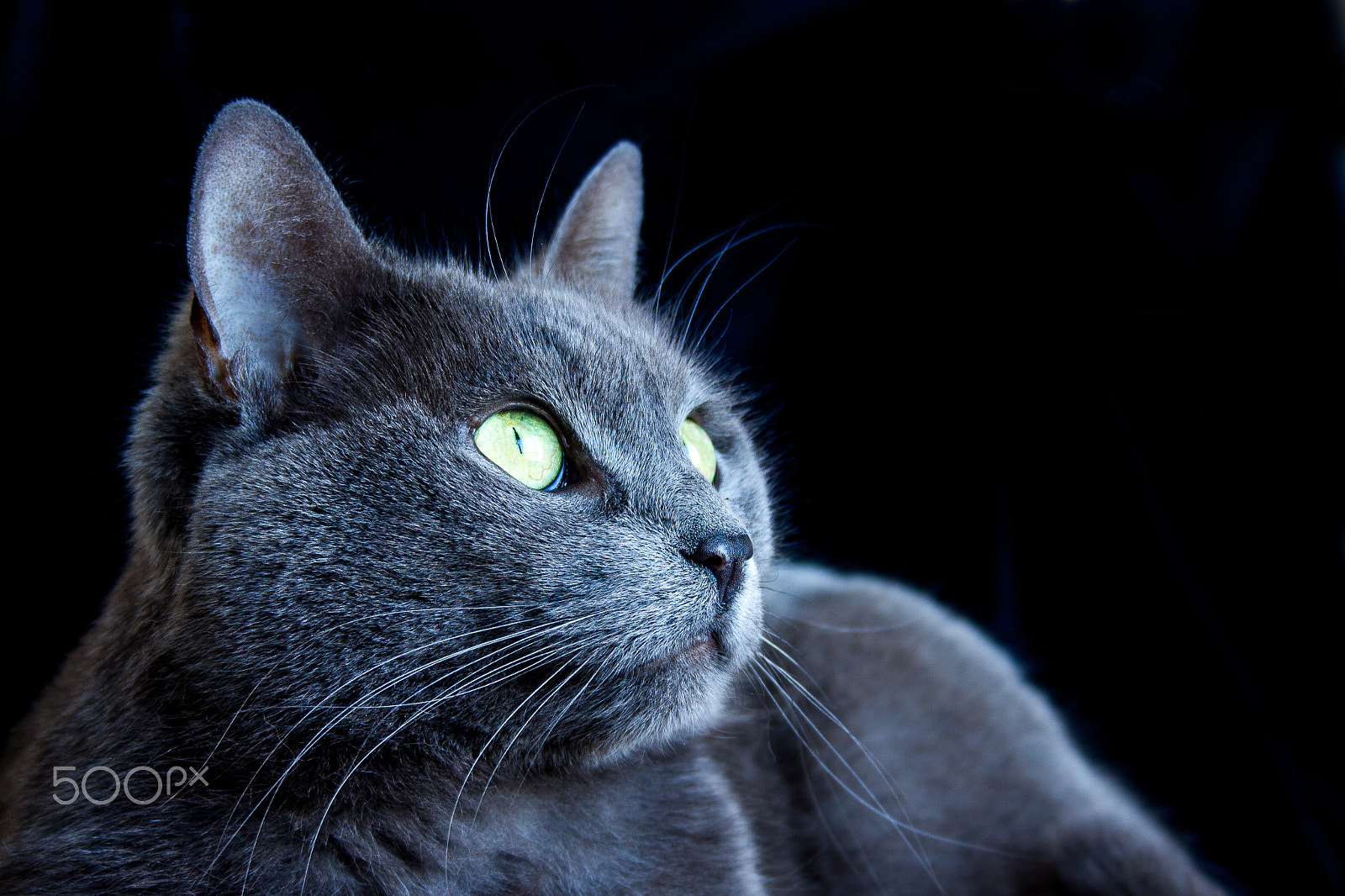 Canon EOS 50D + Canon EF-S 18-55mm F3.5-5.6 sample photo. Grey cat photography