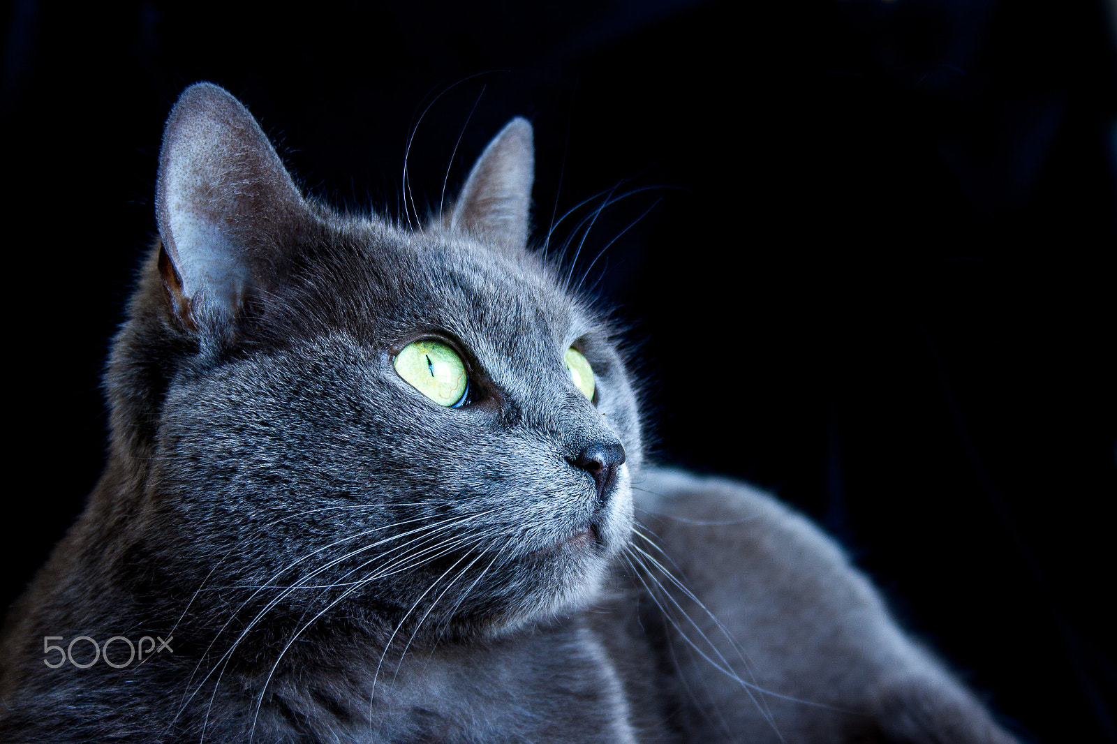 Canon EF-S 18-55mm F3.5-5.6 sample photo. Grey cat photography