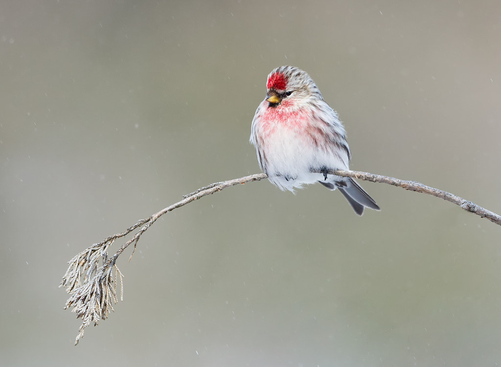 RedPoll by Corey Hayes on 500px.com