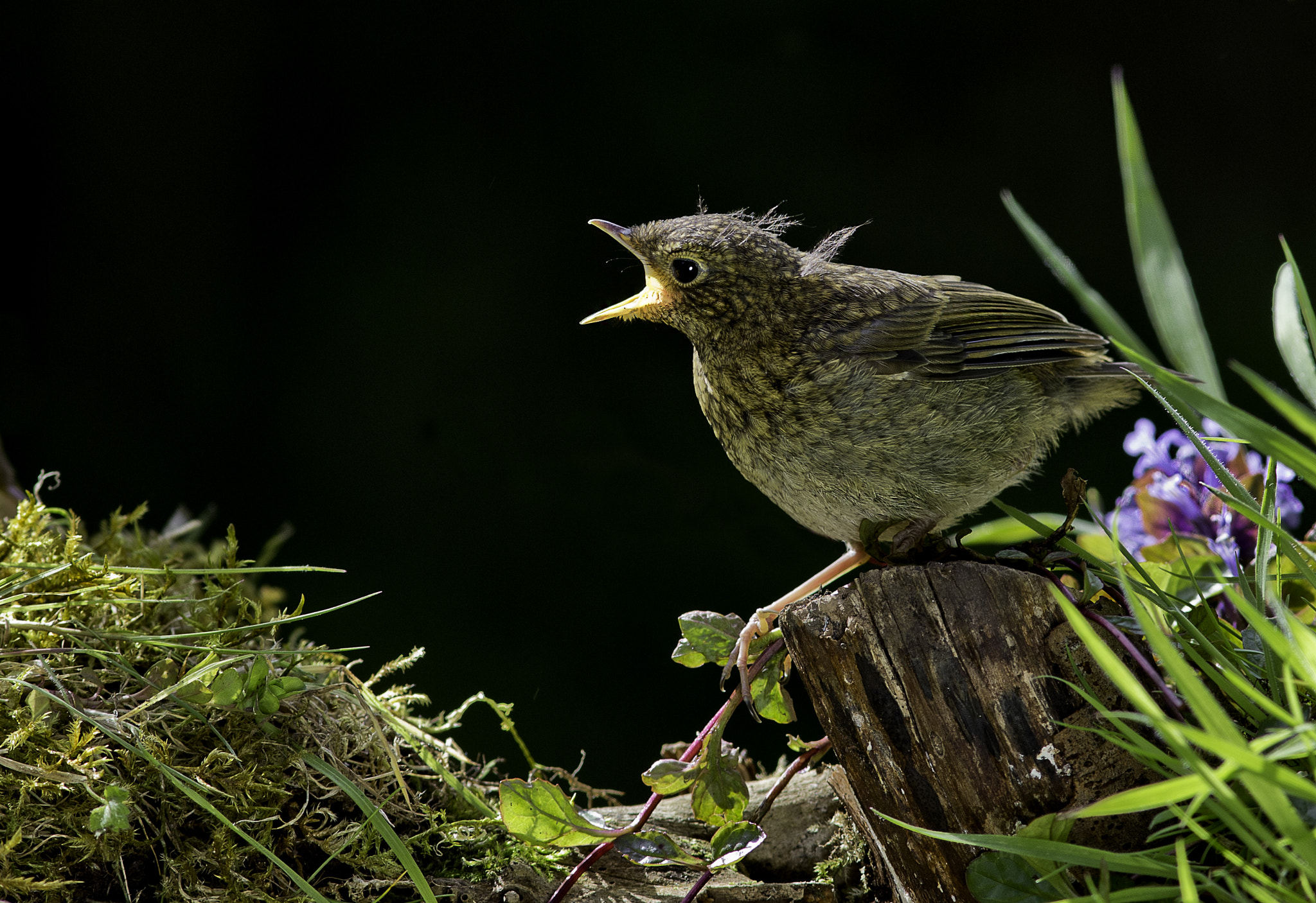 Canon EF 300mm F4L IS USM sample photo. Juvenile robin, calling to be fed. photography