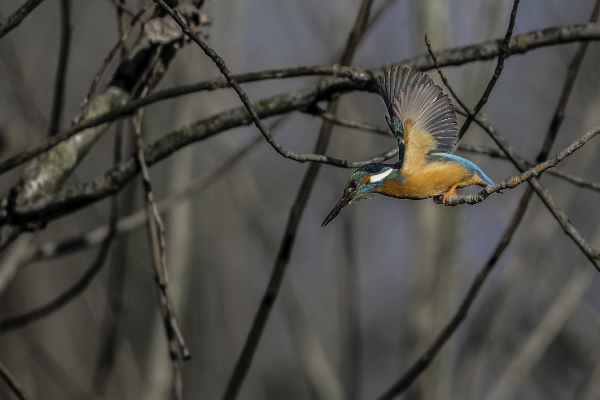 Canon EF 300mm F2.8L IS USM sample photo. Ecfceo photography