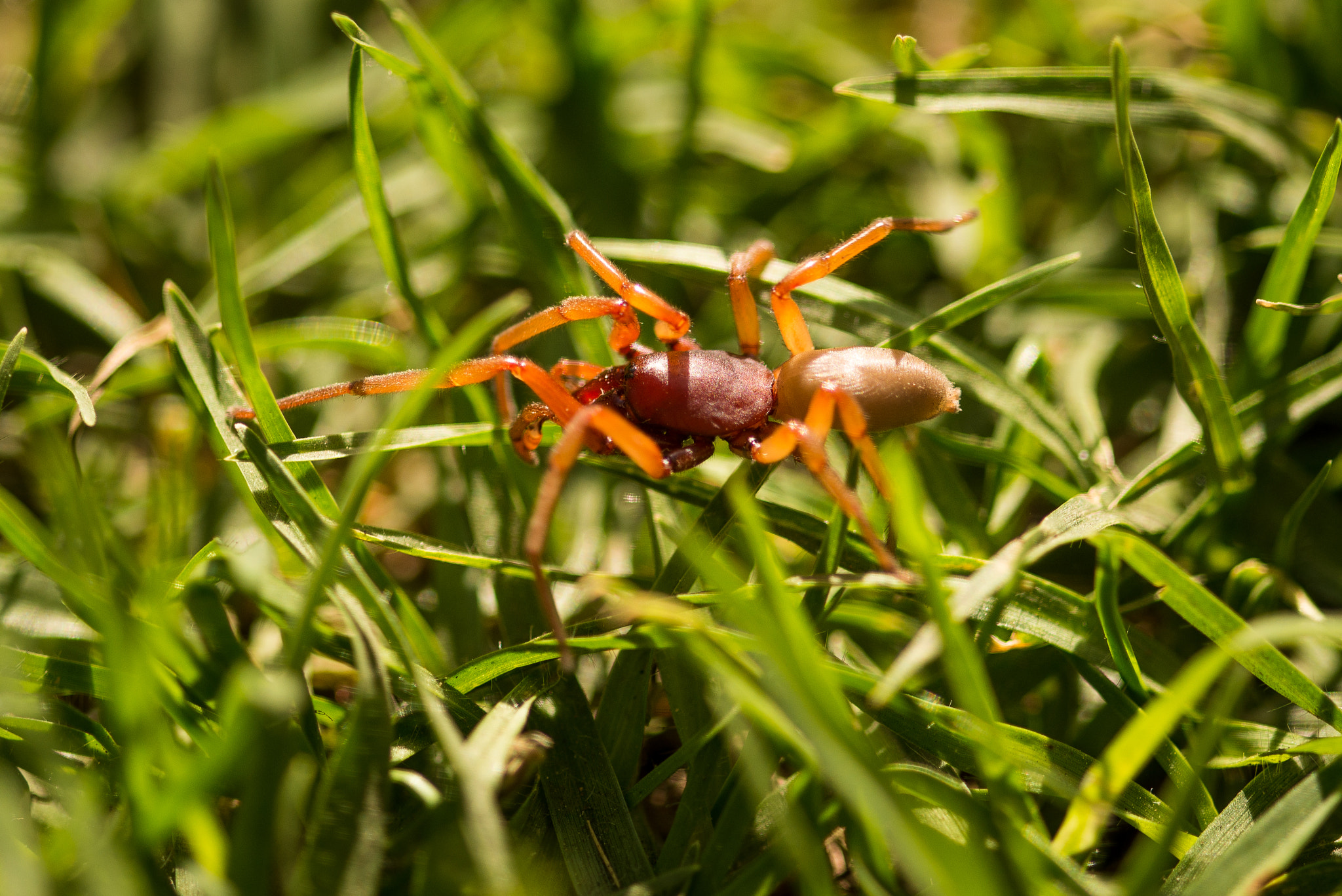 Nikon D800E + Nikon AF Micro-Nikkor 200mm F4D ED-IF sample photo. Araña photography