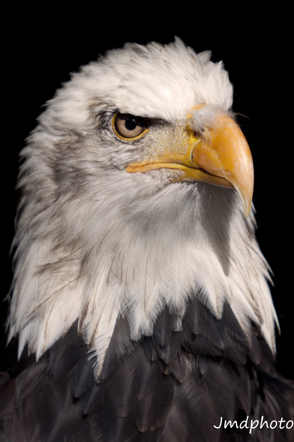Canon EF 35-350mm F3.5-5.6L USM sample photo. Aigle photography