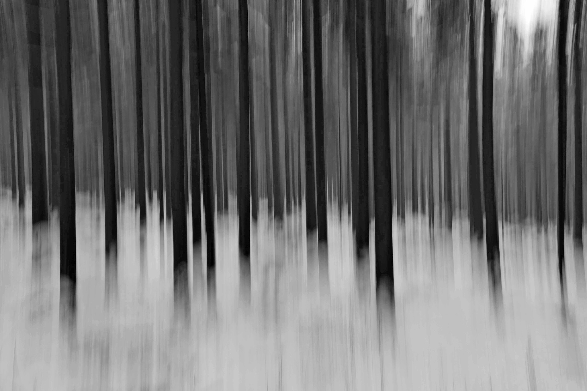 blurred forest II - forêt floue II