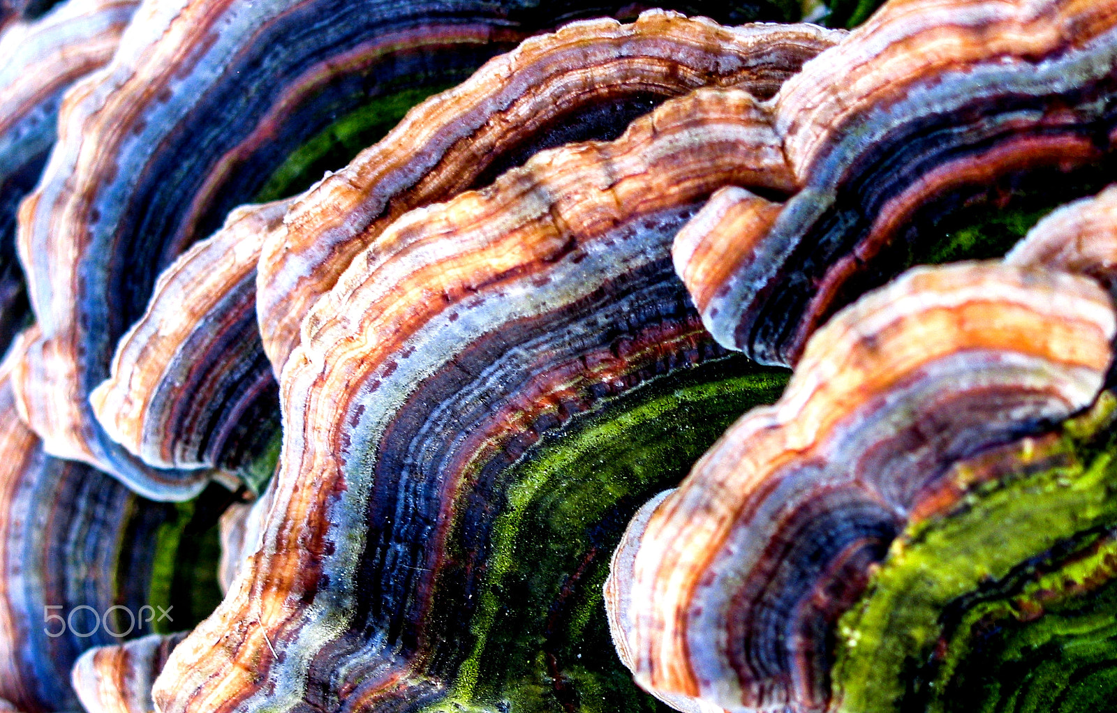 Canon POWERSHOT G2 sample photo. Nature art photography