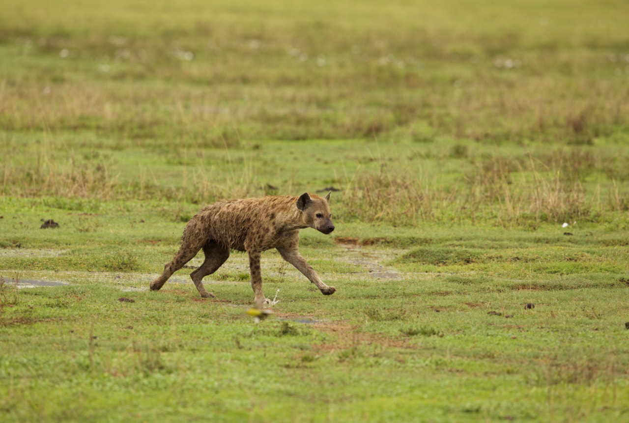 Canon EF 500mm F4L IS II USM sample photo. Hyena photography