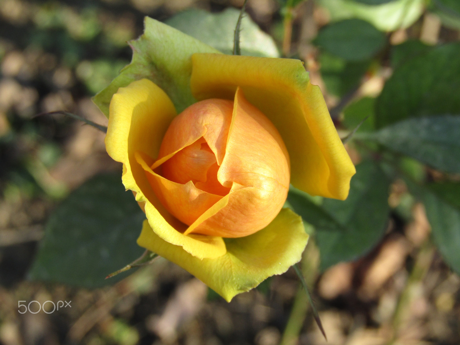 Canon POWERSHOT SX412 IS sample photo. Rose in winter photography