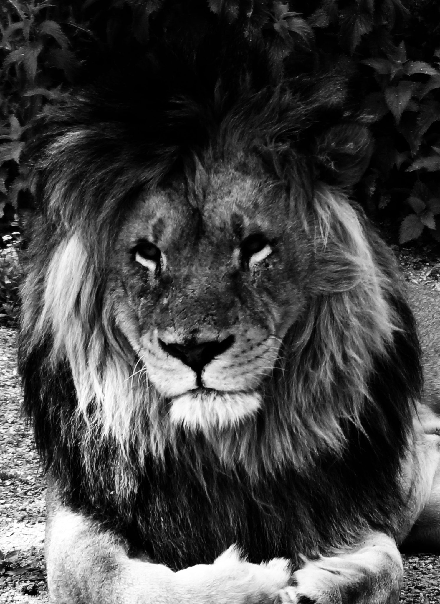 Sony SLT-A57 + Sony DT 55-200mm F4-5.6 SAM sample photo. The lion king photography