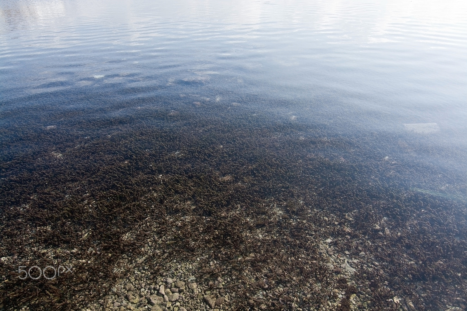 Nikon D7100 + Nikon AF Micro-Nikkor 200mm F4D ED-IF sample photo. Sea bottom with poseidonis photography