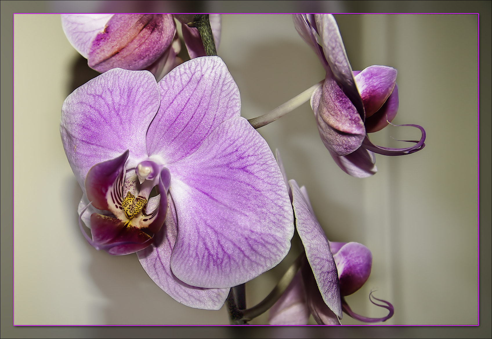 Pentax K10D sample photo. Orchid photography