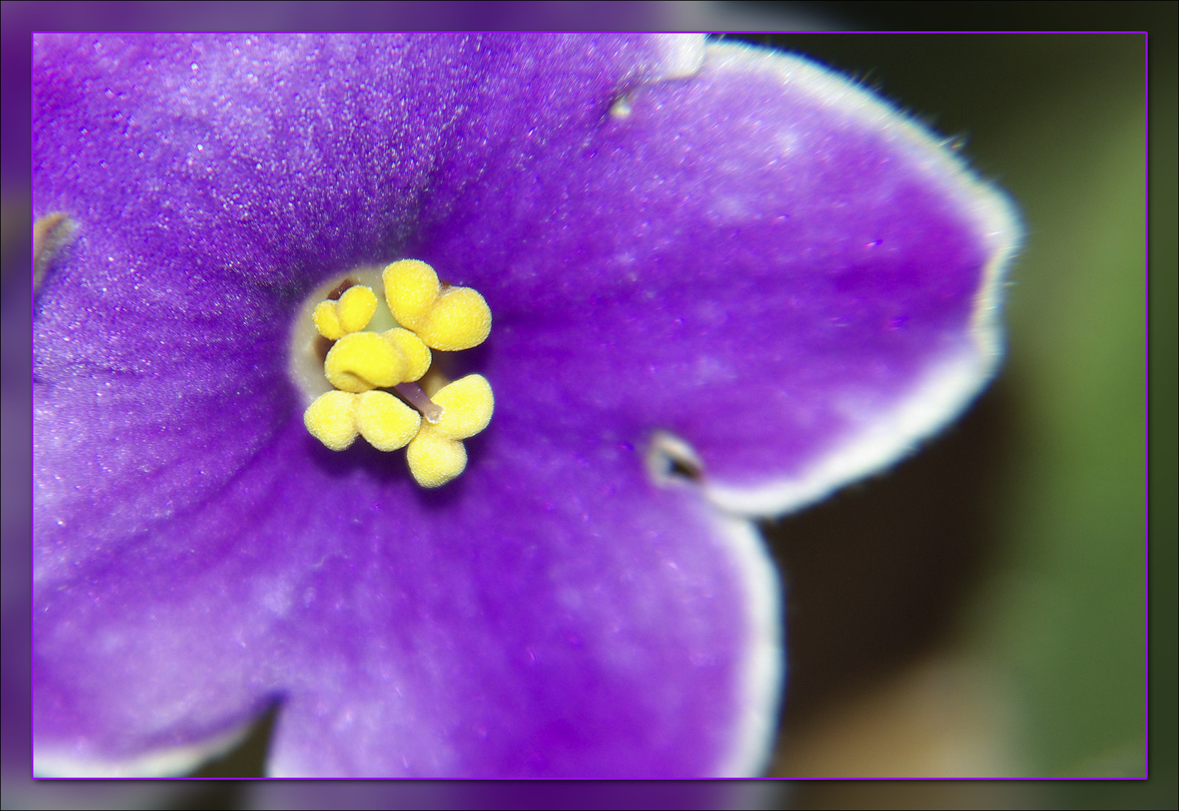 Pentax K10D sample photo. Violet photography