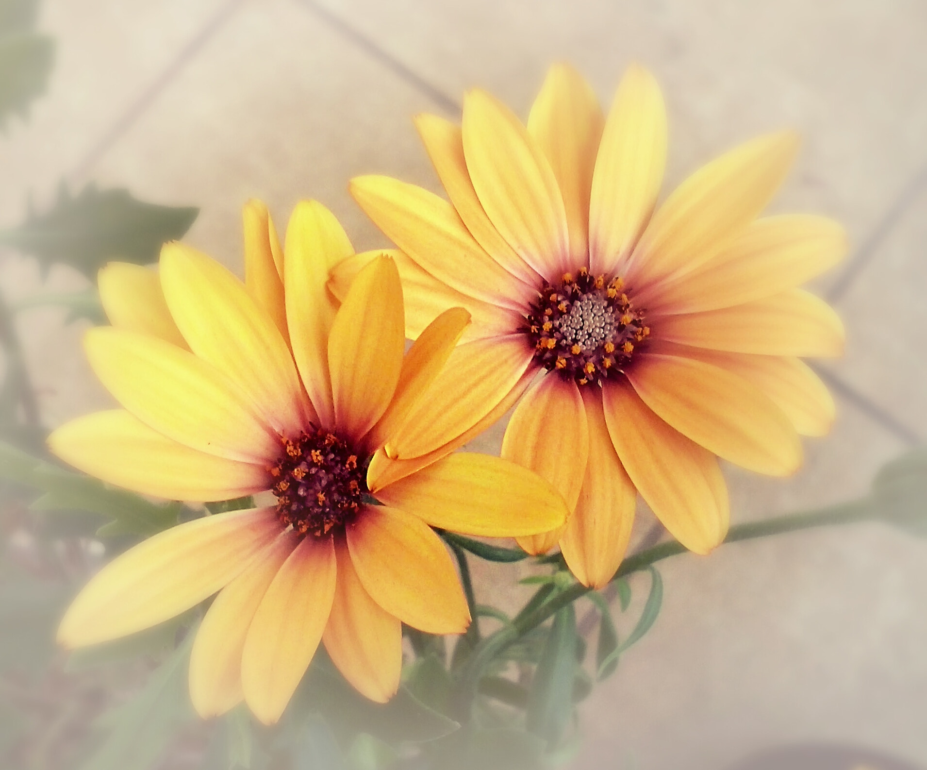 LG OPTIMUS L5 II sample photo
