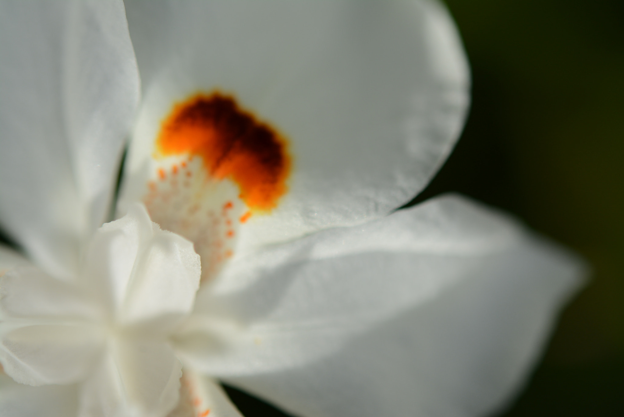 Nikon AF-S Micro-Nikkor 60mm F2.8G ED sample photo. Close/ photography