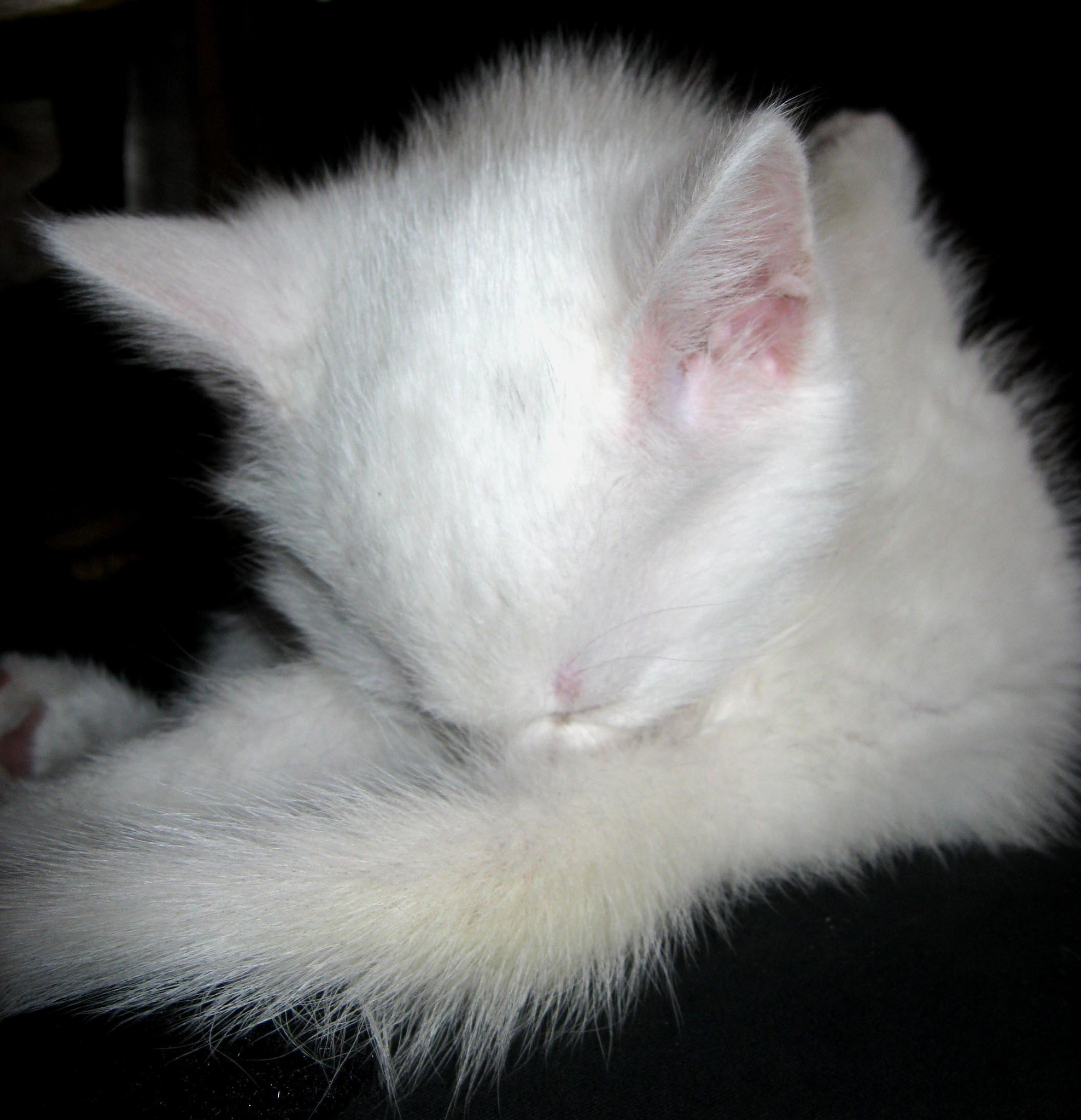 Canon PowerShot A490 sample photo. Cat photography