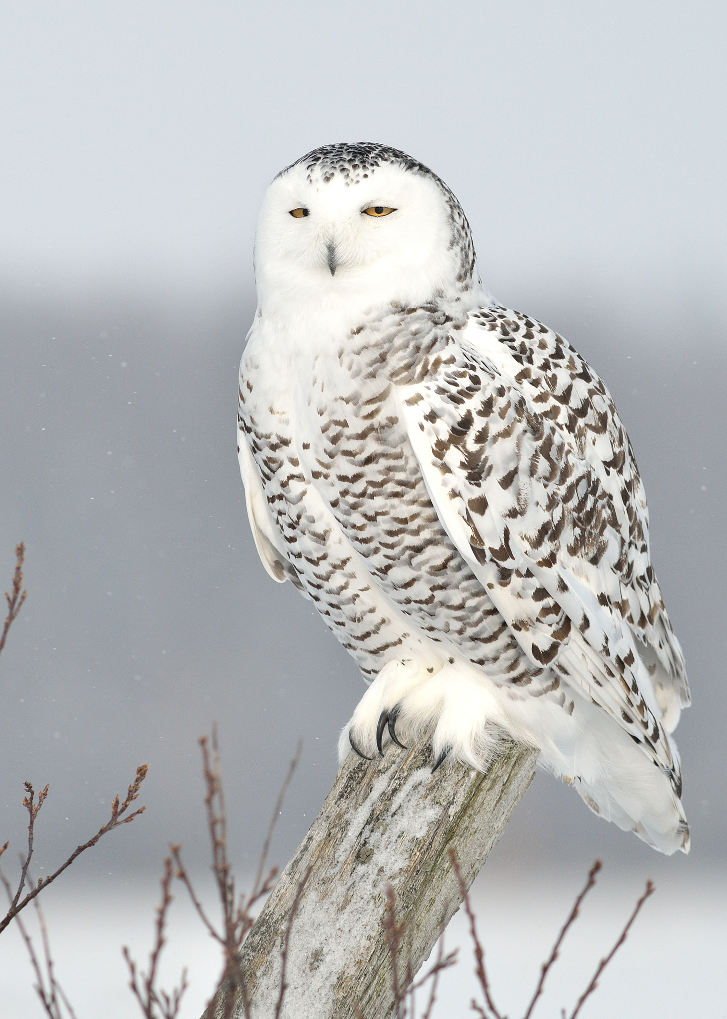 Sigma 300mm F2.8 APO EX DG HSM sample photo. Snowy owl photography