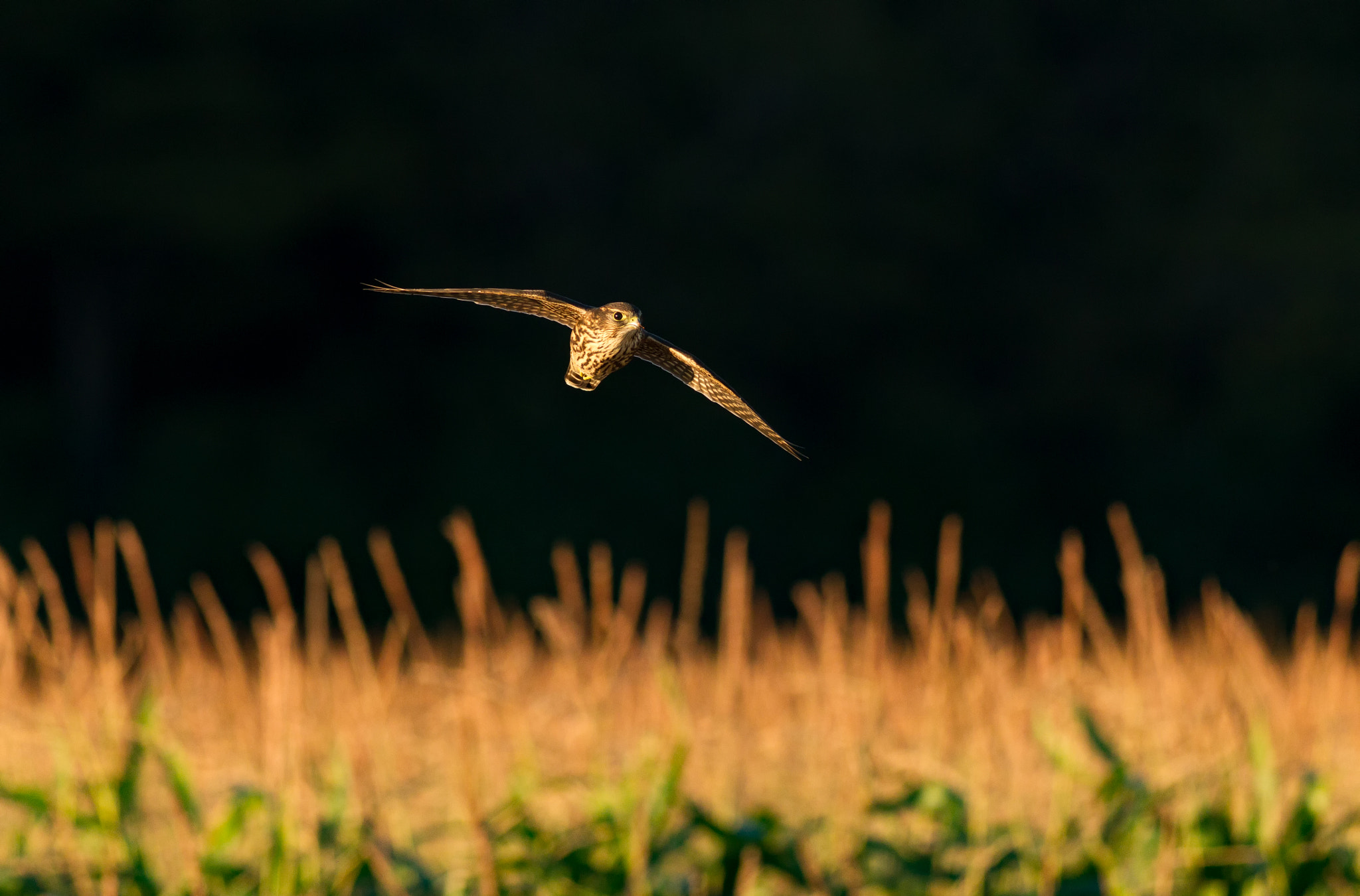 Canon EOS-1D Mark IV + Canon EF 400mm F5.6L USM sample photo. Merlin photography