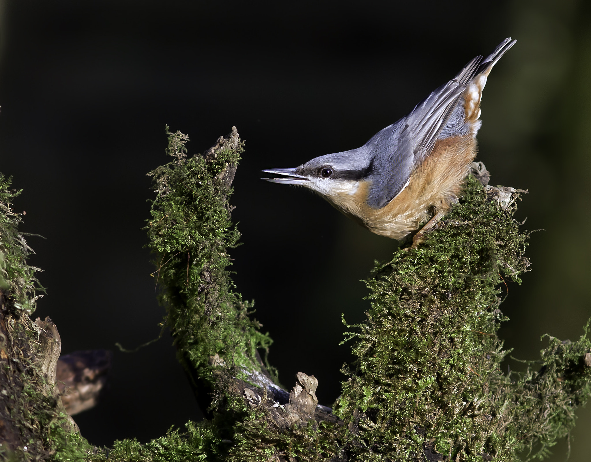 Canon EOS-1D X + Canon EF 300mm F4L IS USM sample photo. Nuthatch on mossy perch. photography