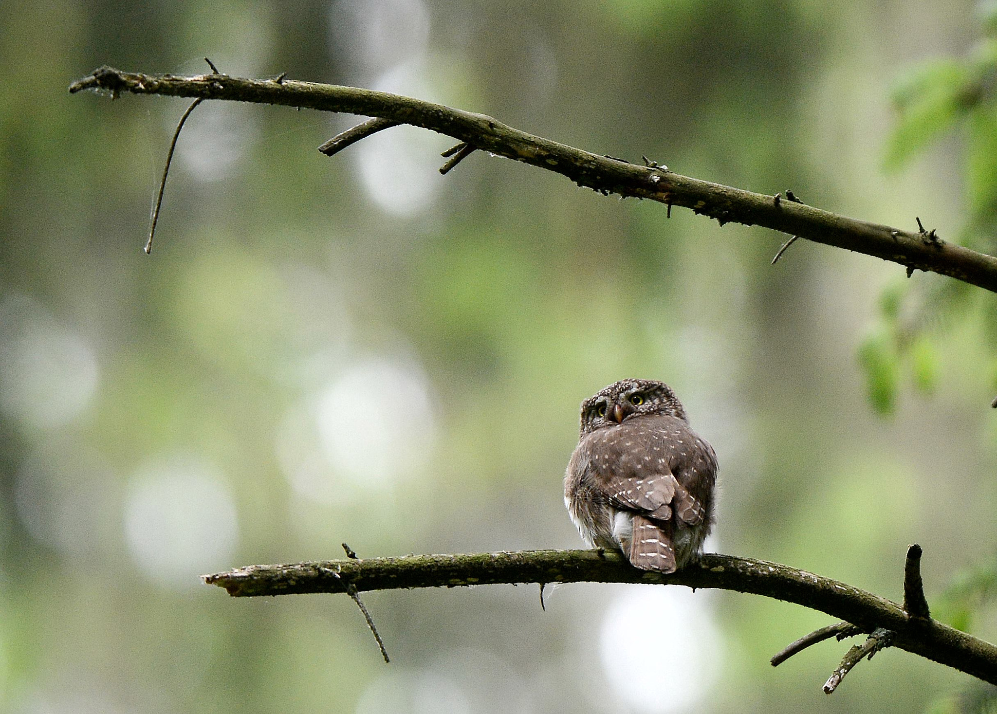 AF-S Nikkor 300mm f/2.8D IF-ED + TC-14E sample photo. Eurasian pygmy owl photography
