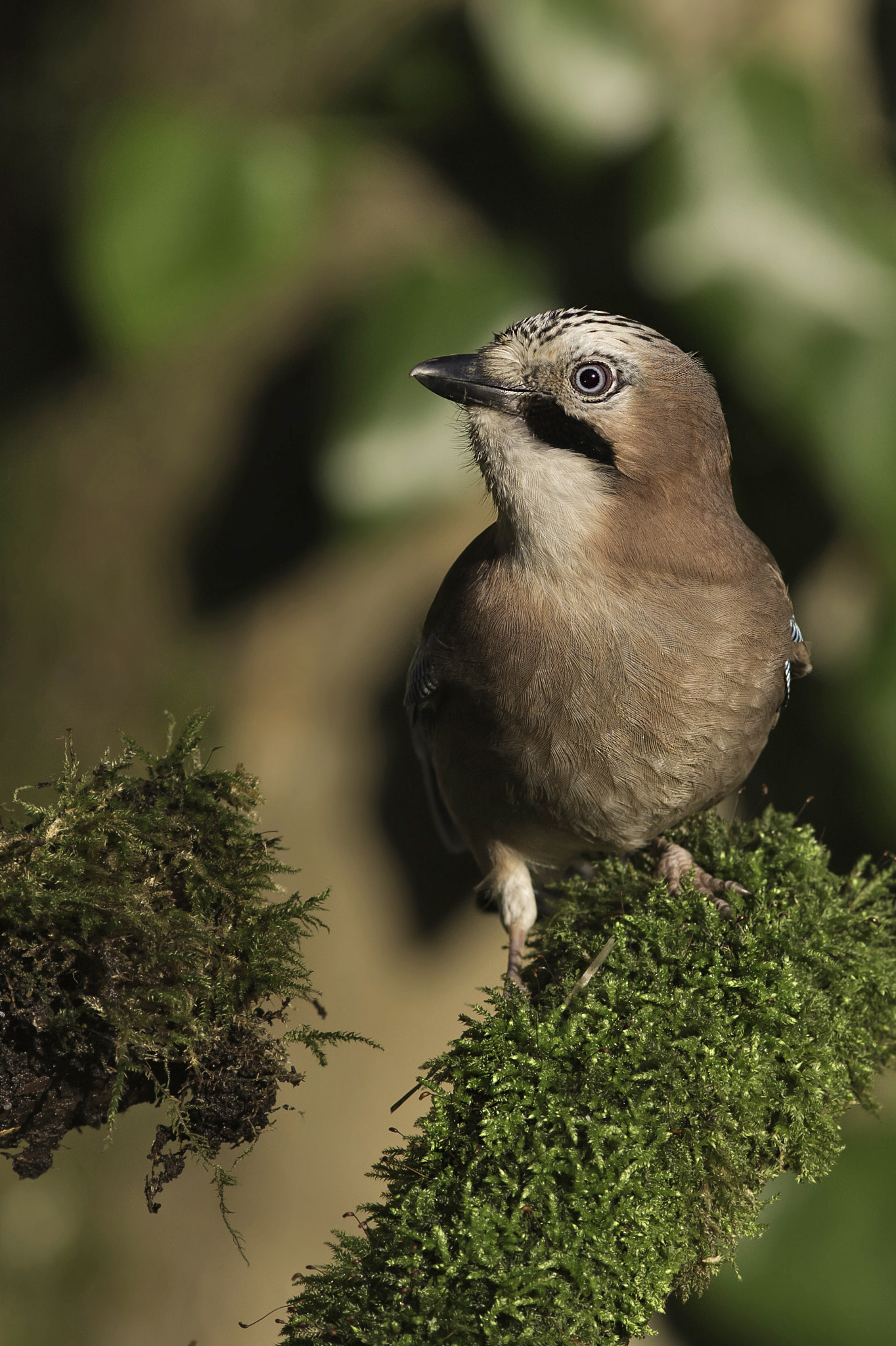 Canon EOS-1D X + Canon EF 300mm F4L IS USM sample photo. Jay photography