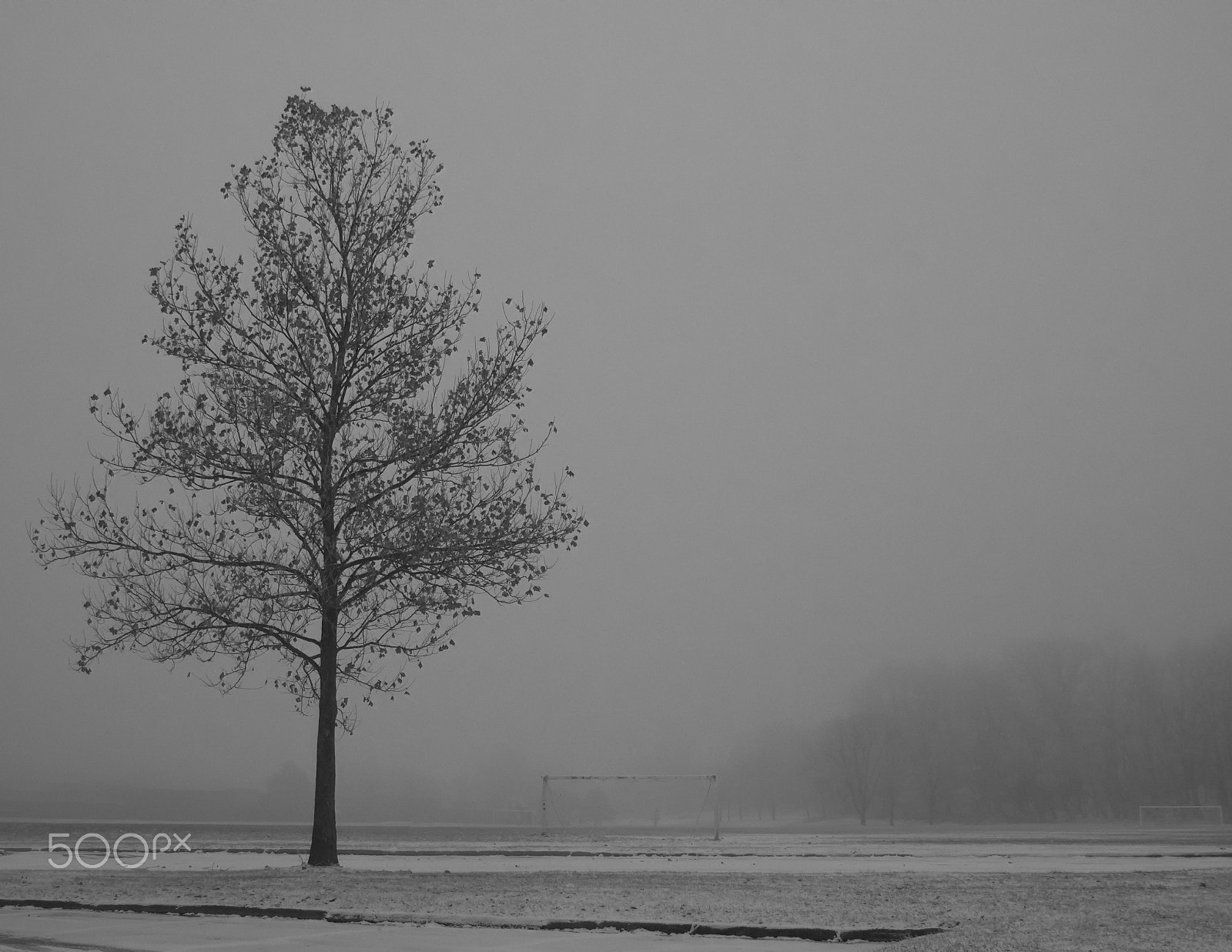 Canon EOS 760D (EOS Rebel T6s / EOS 8000D) + Canon EF 500mm F4L IS USM sample photo. On a foggy christmas morning photography