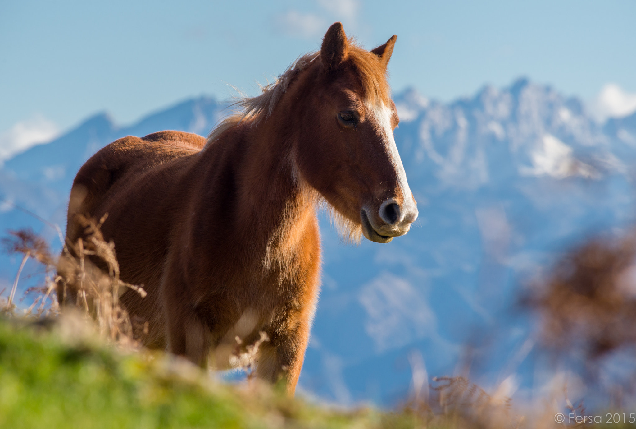 Nikon D600 + AF Nikkor 300mm f/4 IF-ED sample photo. Caballo del sueve photography