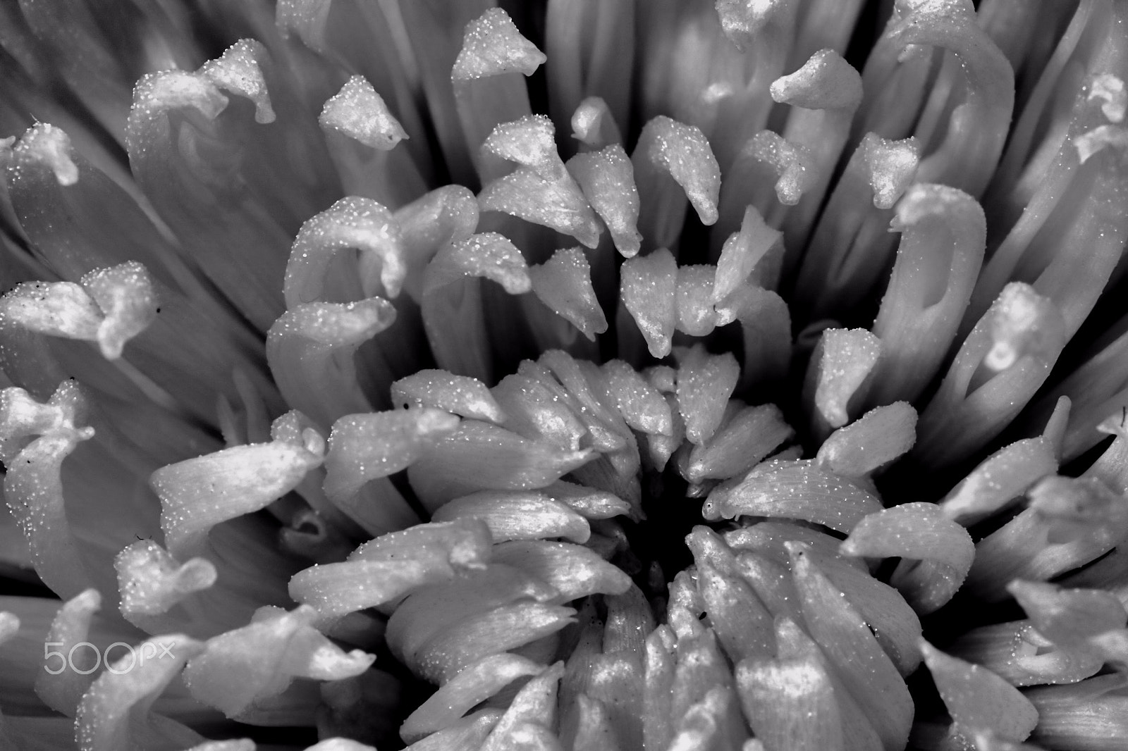 Canon EOS 760D (EOS Rebel T6s / EOS 8000D) sample photo. Petals in b/w photography