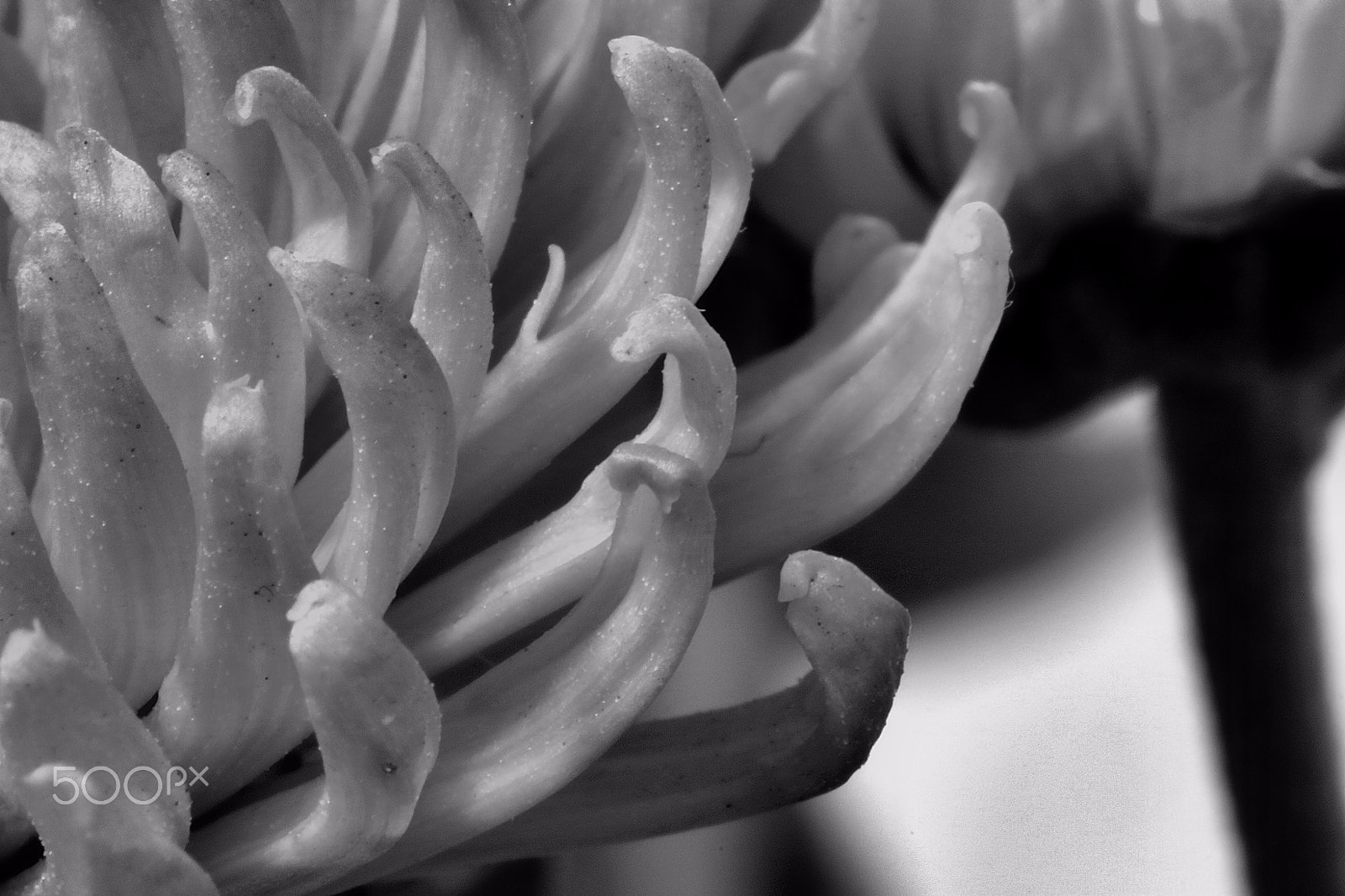 Canon EOS 760D (EOS Rebel T6s / EOS 8000D) sample photo. Petals in b/w ii photography