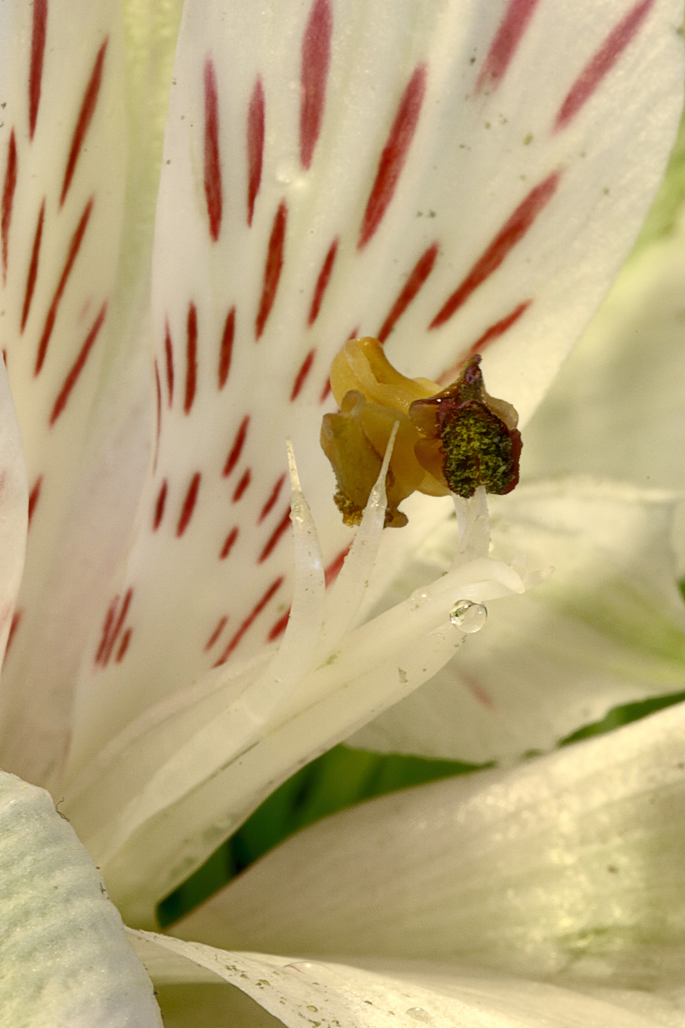 Canon EOS 760D (EOS Rebel T6s / EOS 8000D) sample photo. Alstro photography