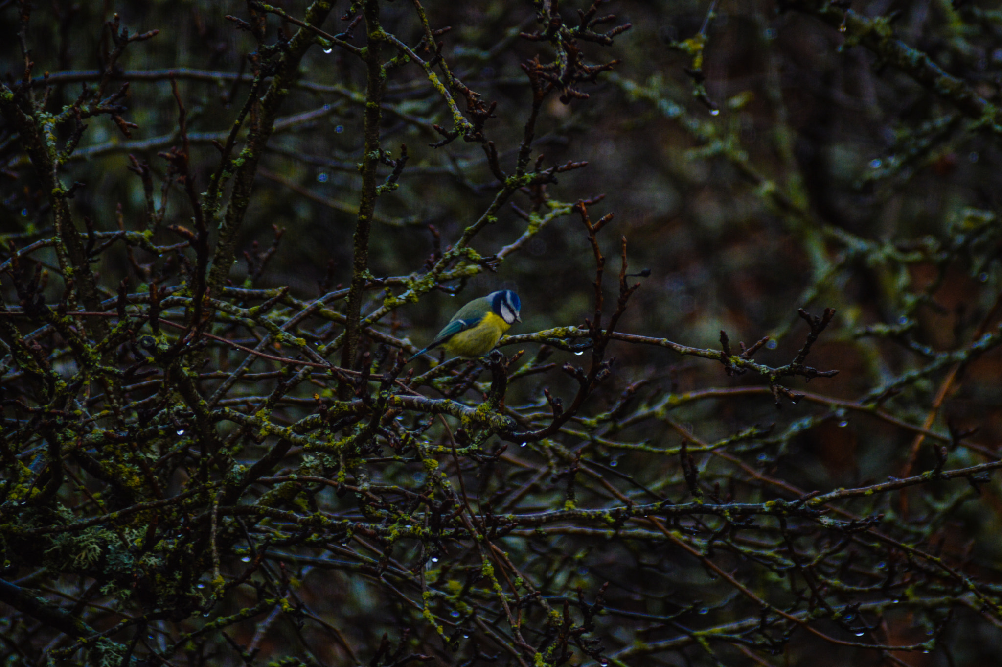 Sigma 70-300mm F4-5.6 DG Macro sample photo. Cyanistes caeruleus photography