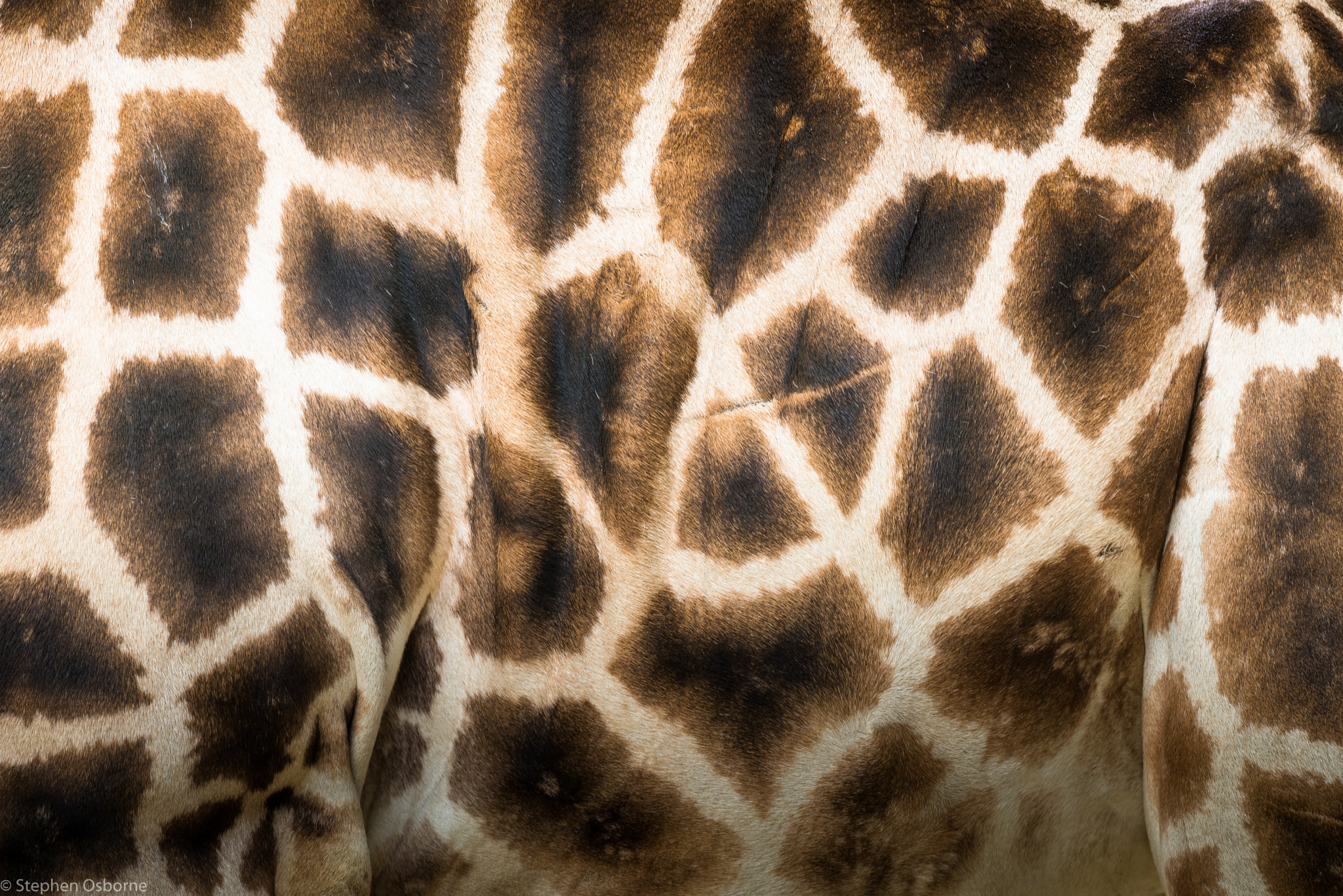 Nikon AF-S Nikkor 300mm F2.8G ED-IF VR sample photo. Giraffe photography