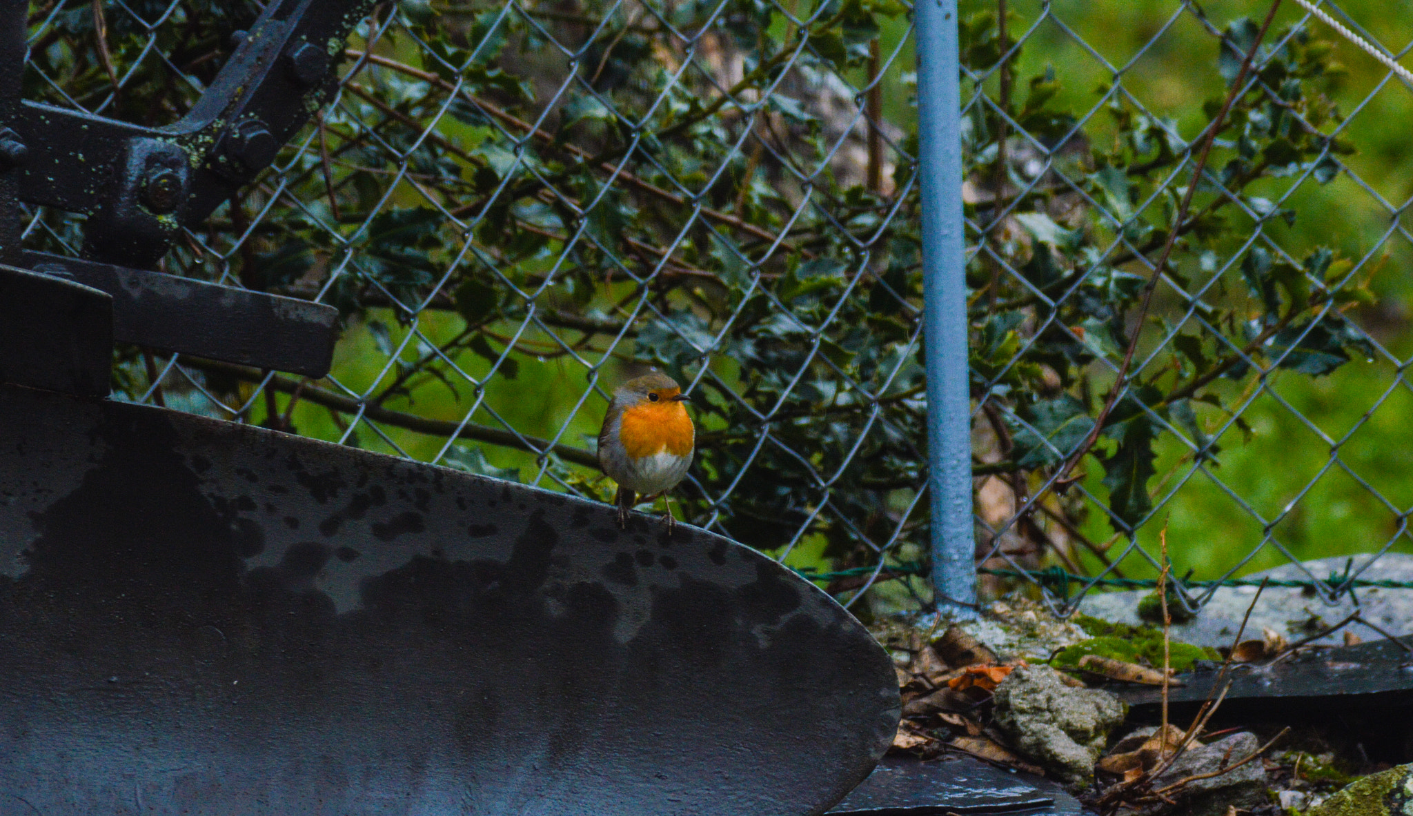 Nikon D3200 + Sigma 70-300mm F4-5.6 DG Macro sample photo. Erithacus rubecula photography