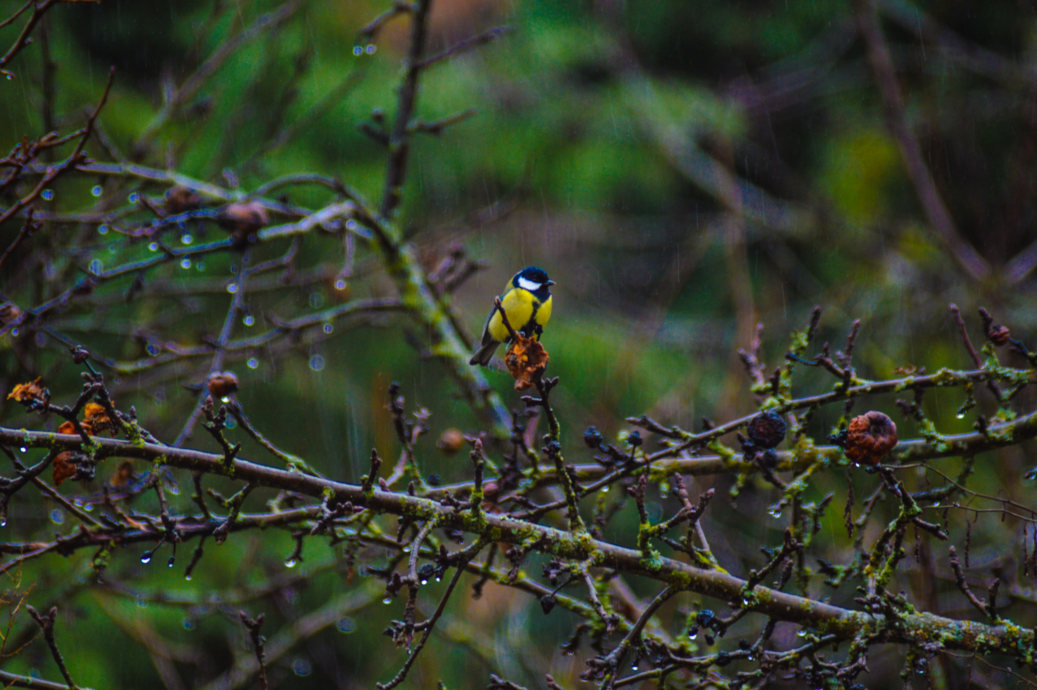 Nikon D3200 + Sigma 70-300mm F4-5.6 DG Macro sample photo. Parus major photography