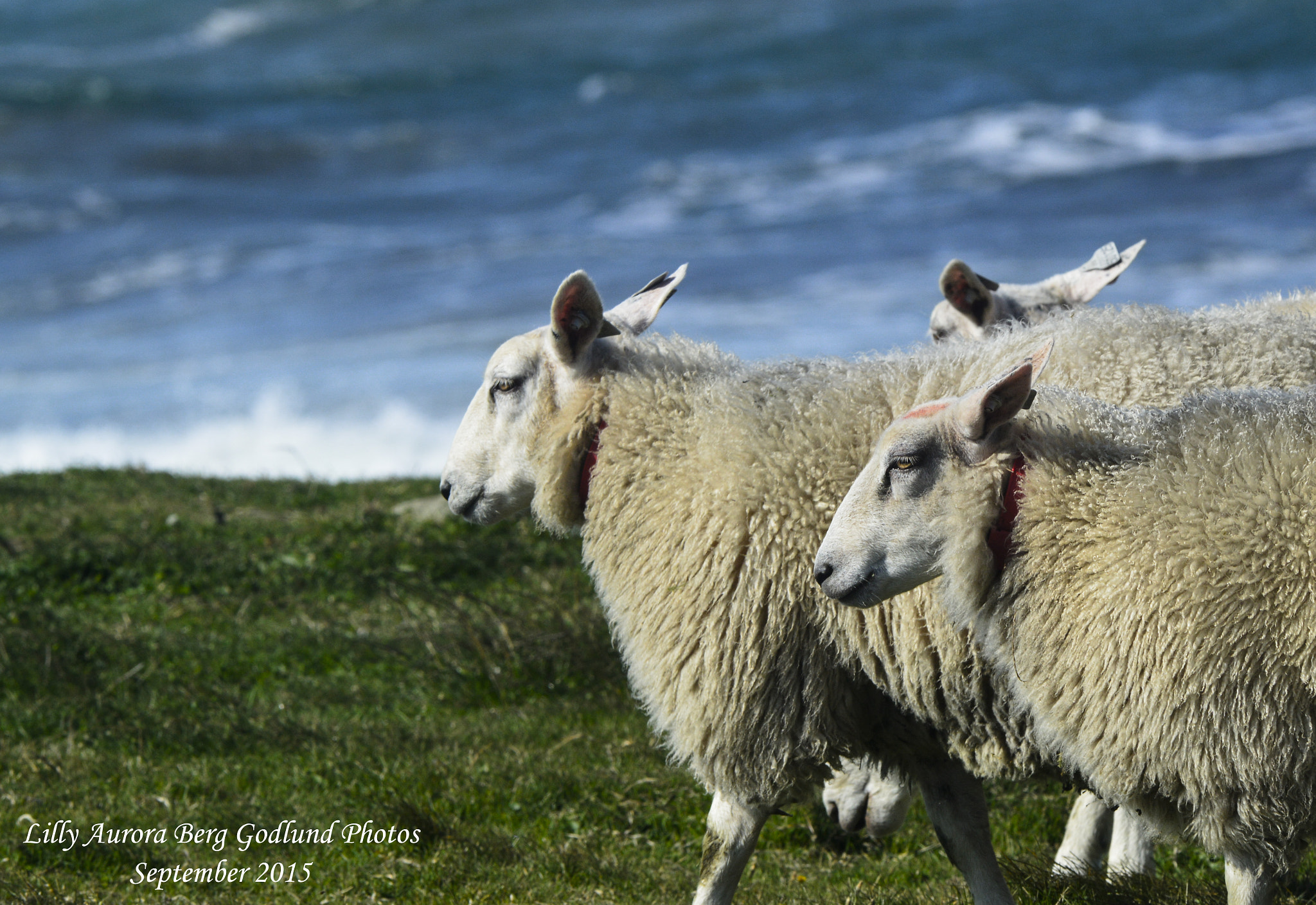 Nikon D3200 + Nikon AF-S Nikkor 300mm F4D ED-IF sample photo. Sheeps in norway! photography