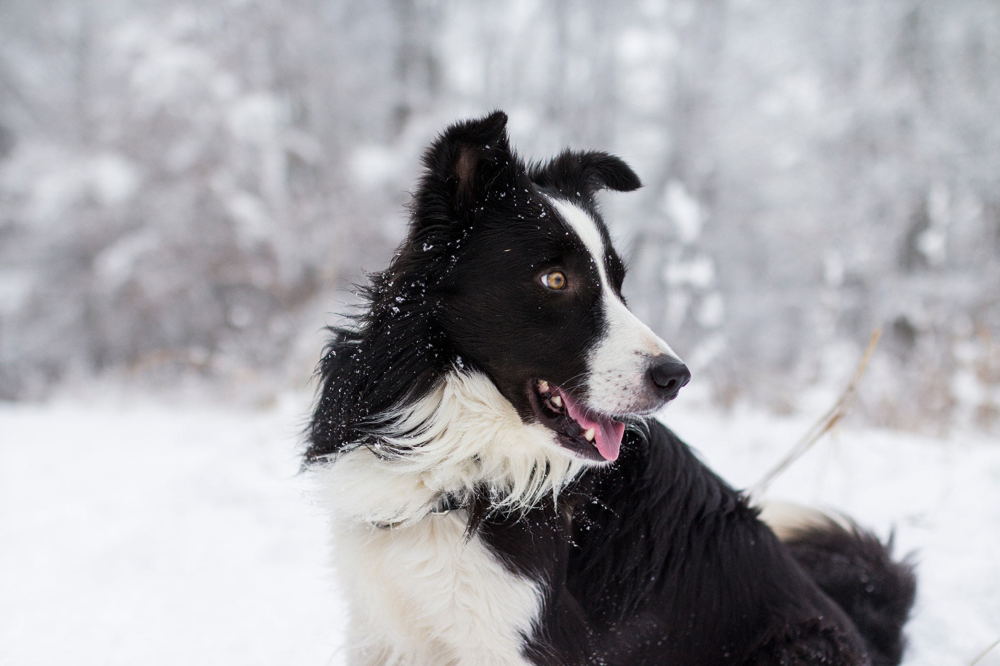 Canon EOS M + Sigma 35mm F1.4 DG HSM Art sample photo. Dirk, border collie photography