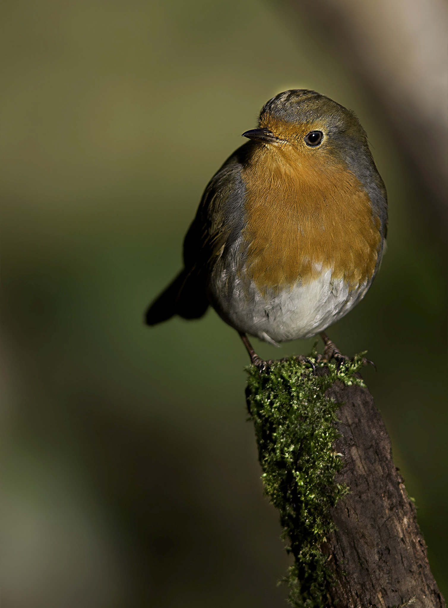 Canon EF 300mm F4L IS USM sample photo. Robin red breast. photography