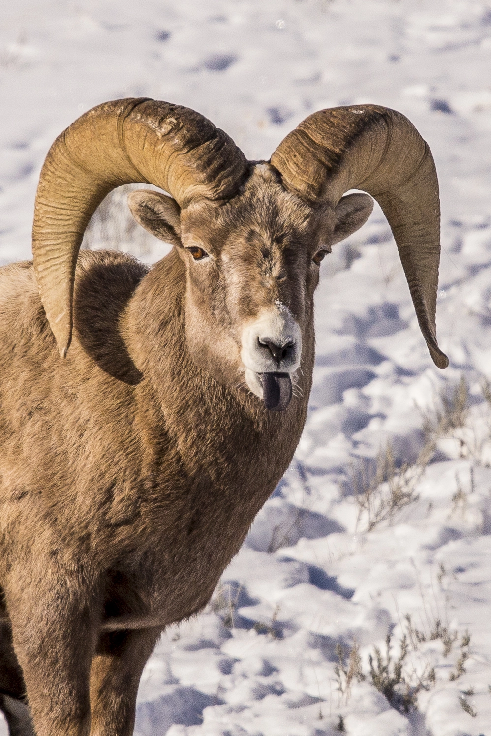 Sigma 50-500mm f/4-6.3 APO HSM EX sample photo. Bighorn photography