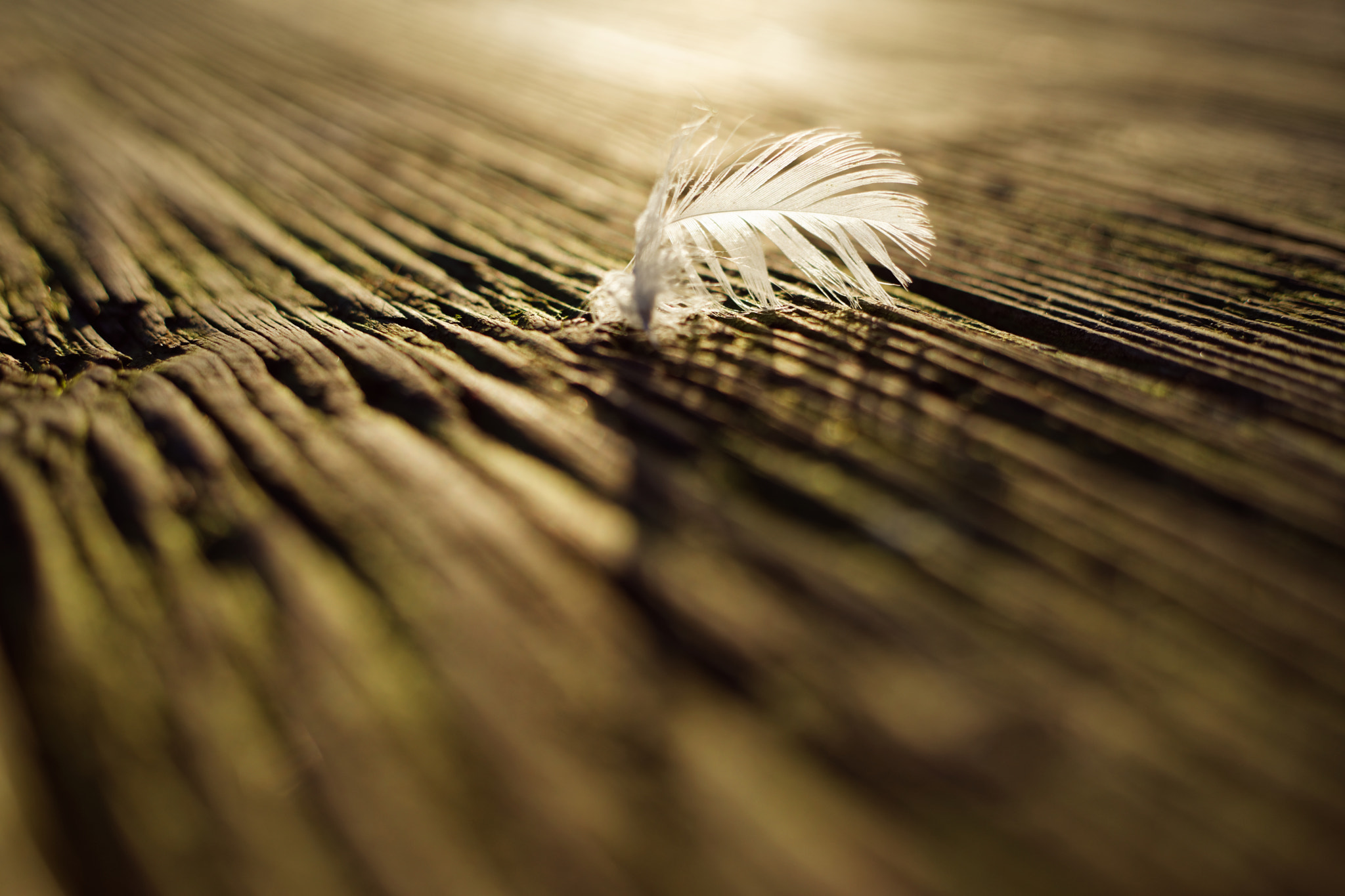 Sony a7 II + Canon EF 50mm F1.8 II sample photo. Soft feather, hard bark, soft moss, hard light photography