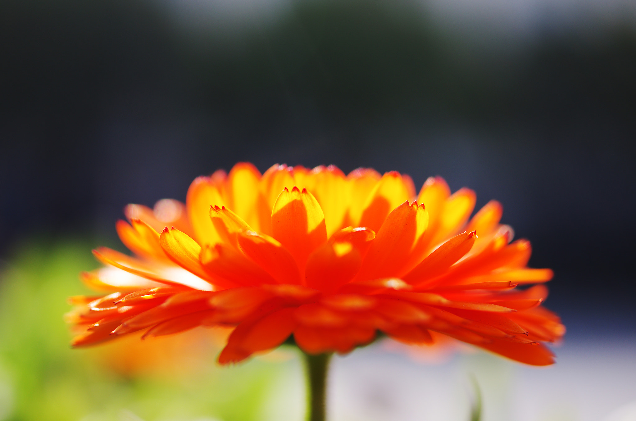 HD Pentax DA 35mm F2.8 Macro Limited sample photo. Sunshine photography