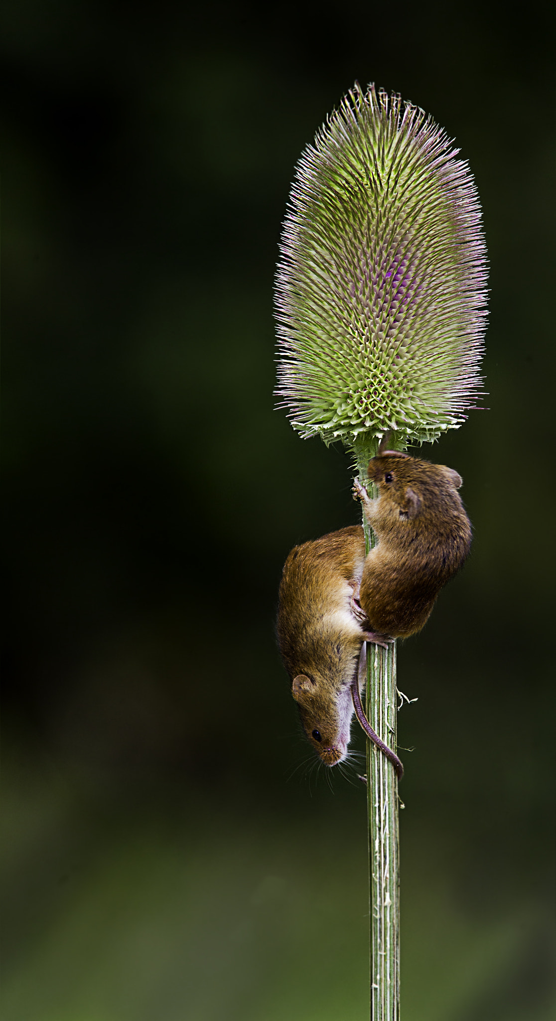 Canon EF 300mm F4L IS USM sample photo. Harvest mice. photography